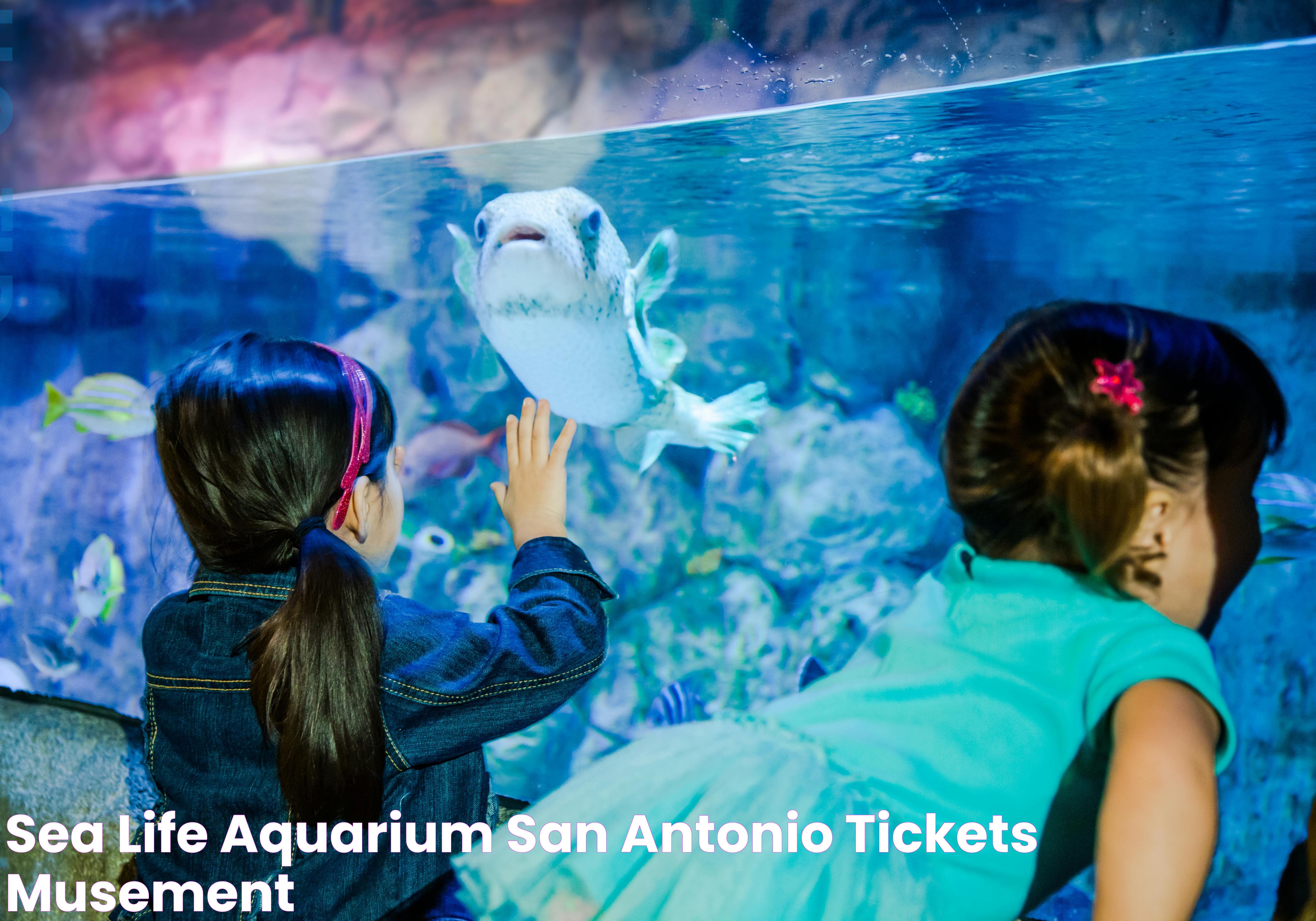 Plan Your Ultimate Day Out With Aquatica San Antonio Tickets