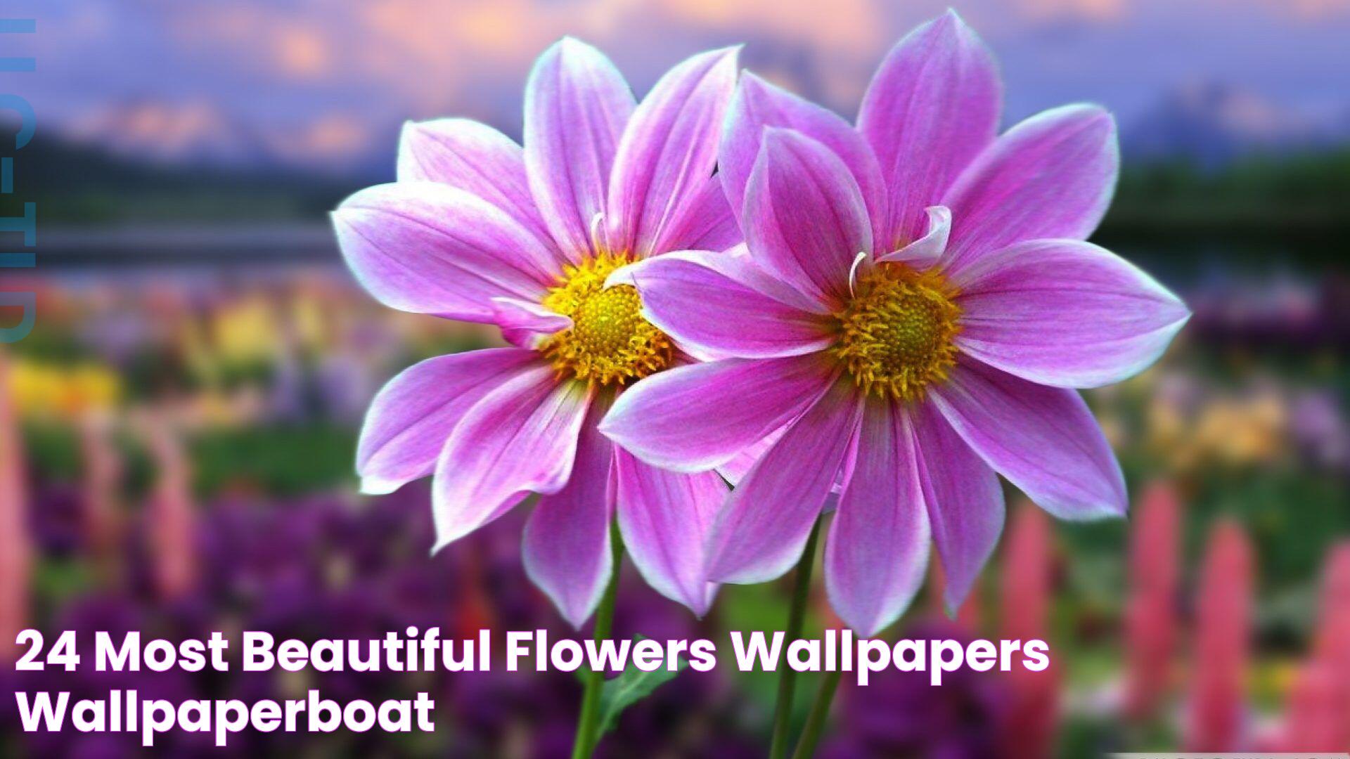 24 Most Beautiful Flowers Wallpapers Wallpaperboat