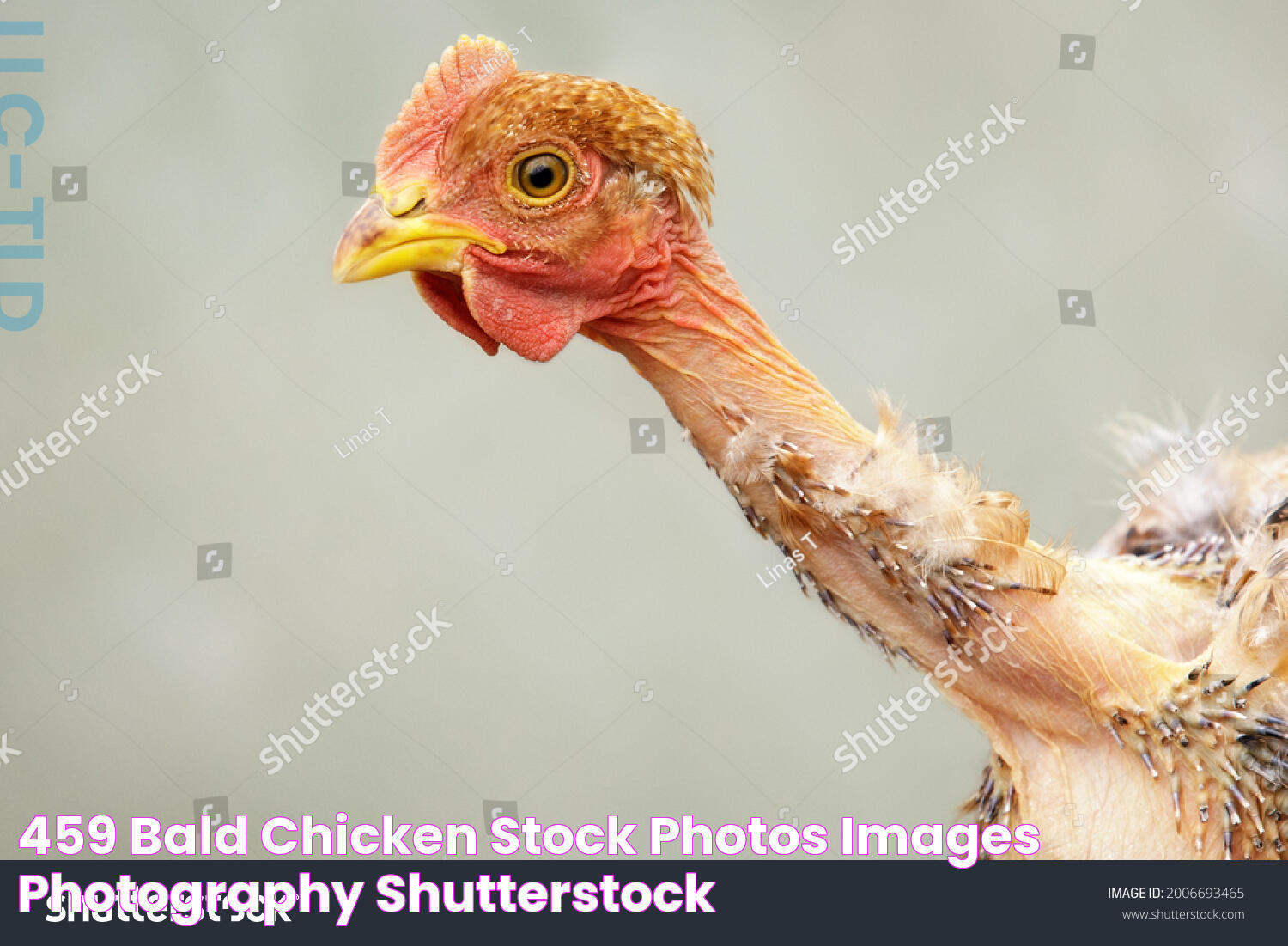 459 Bald chicken Stock Photos, Images & Photography Shutterstock