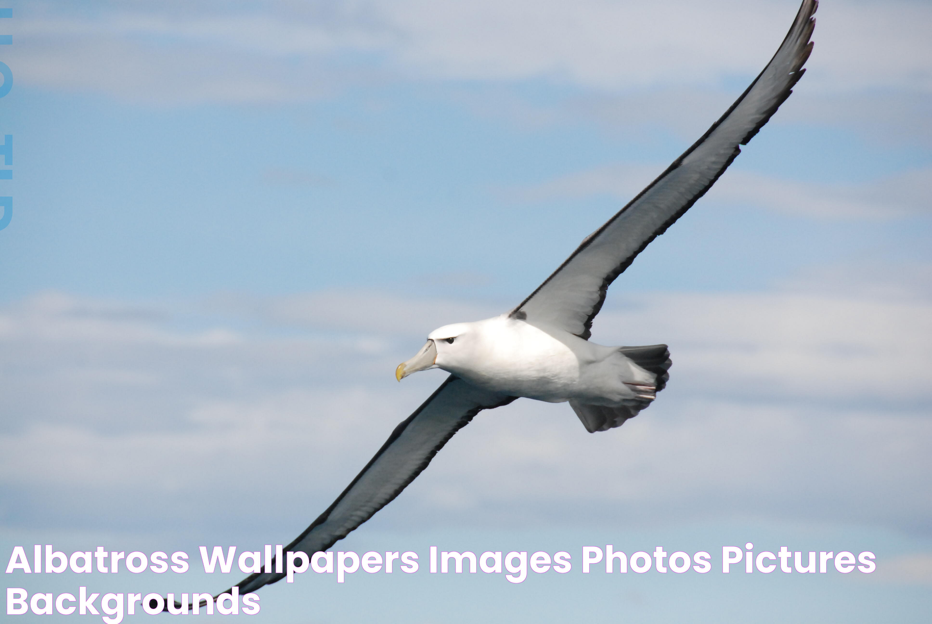 Albatross Wallpapers Images Photos Pictures Backgrounds