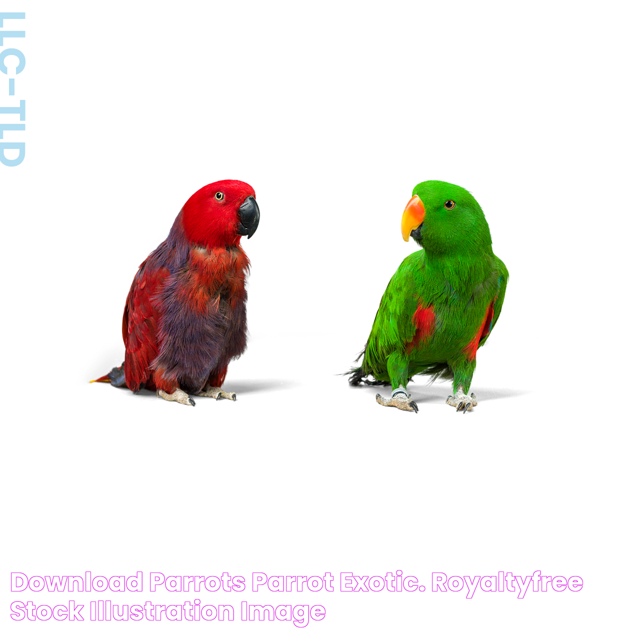 Download Parrots, Parrot, Exotic. RoyaltyFree Stock Illustration Image