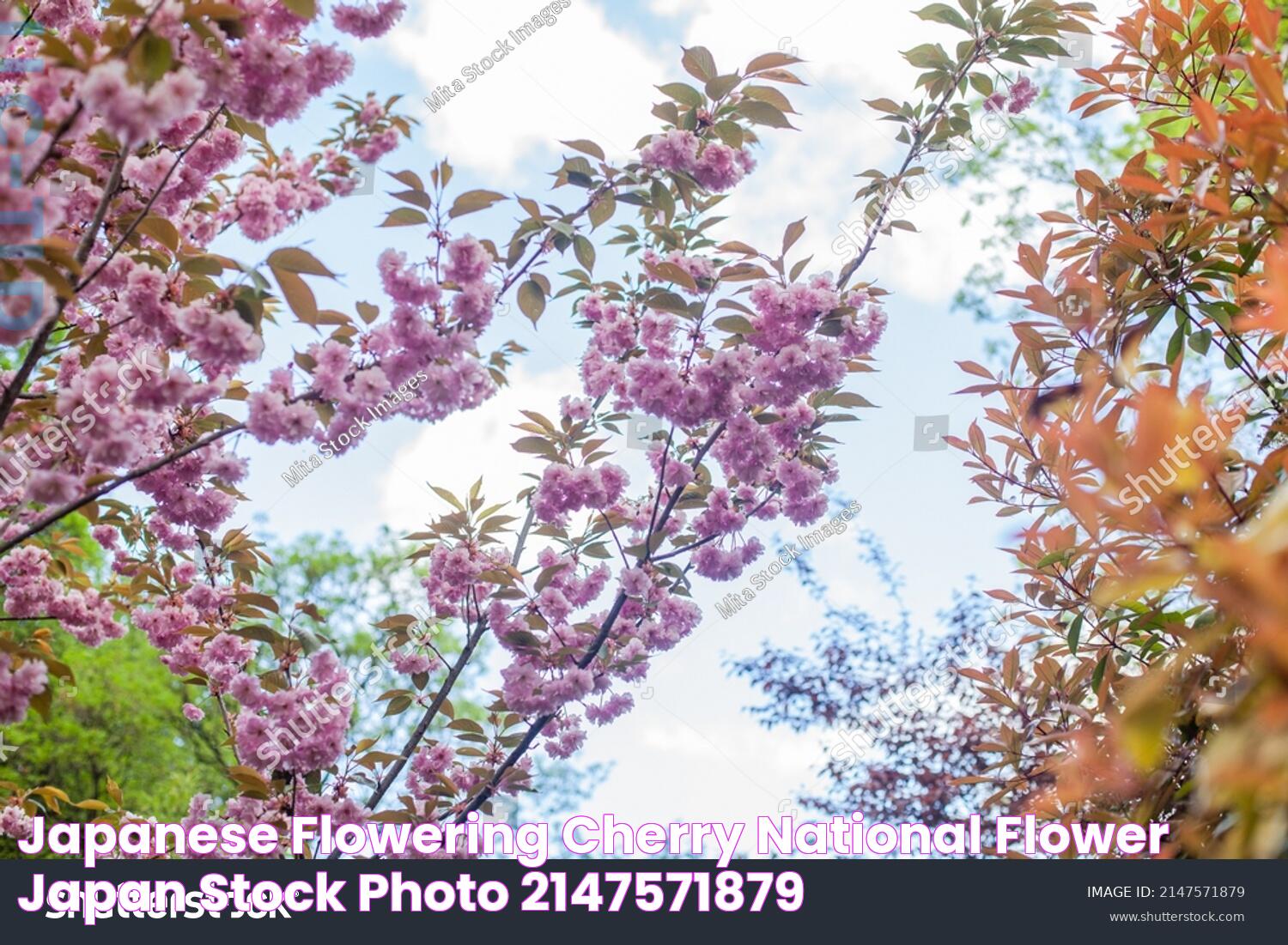 The National Flower Of Japan: Cherry Blossom's Cultural Significance