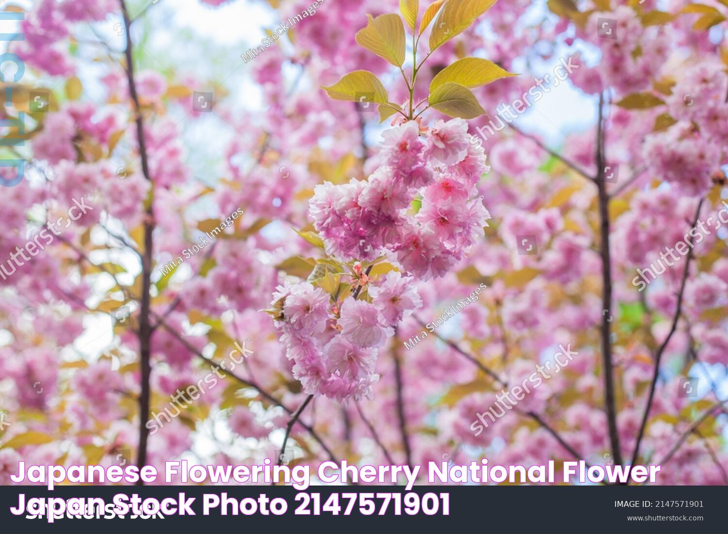 Japanese Flowering Cherry National Flower Japan Stock Photo 2147571901