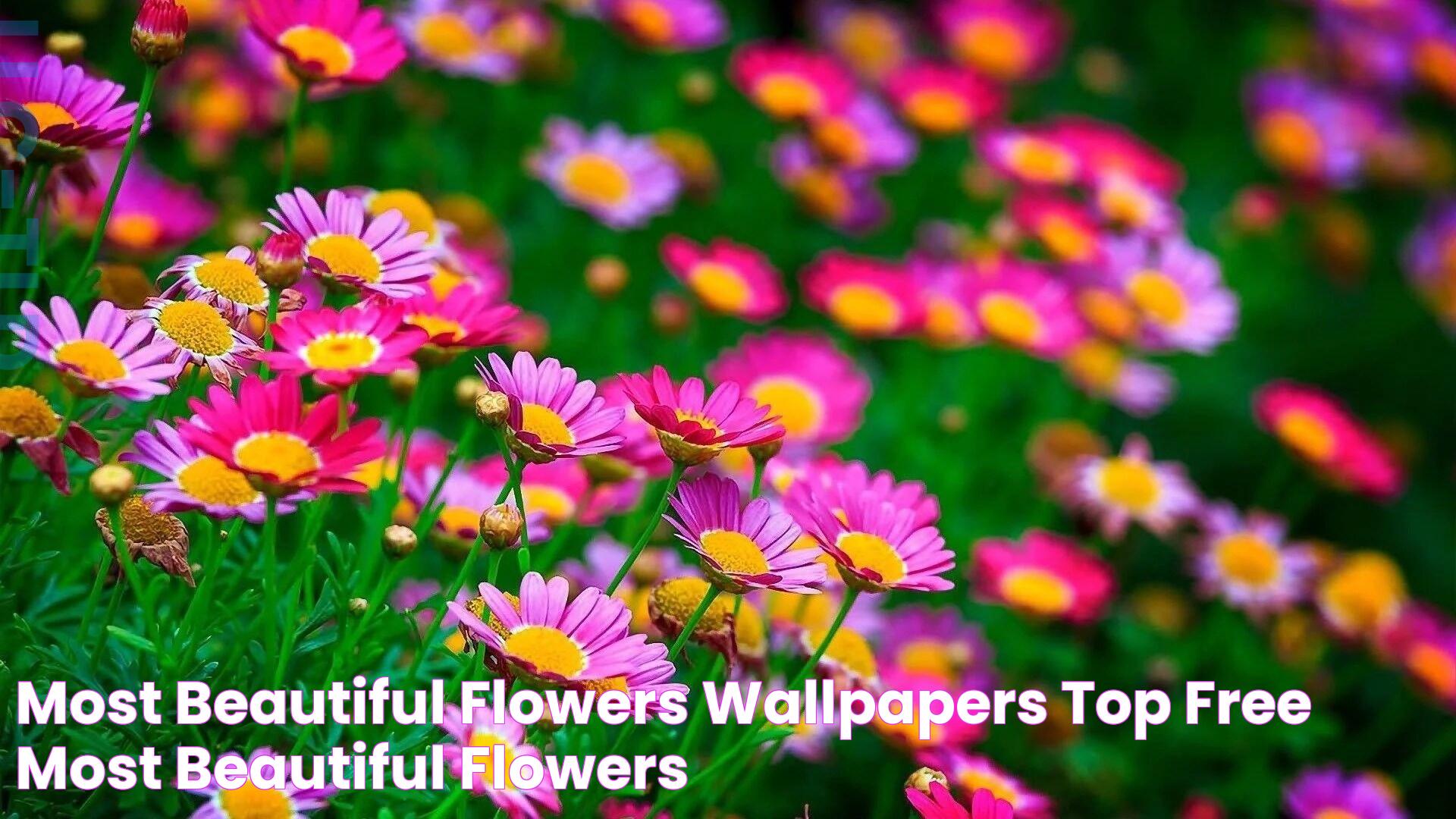 Exquisite Wonders: The Most Beautiful Flowers In The World