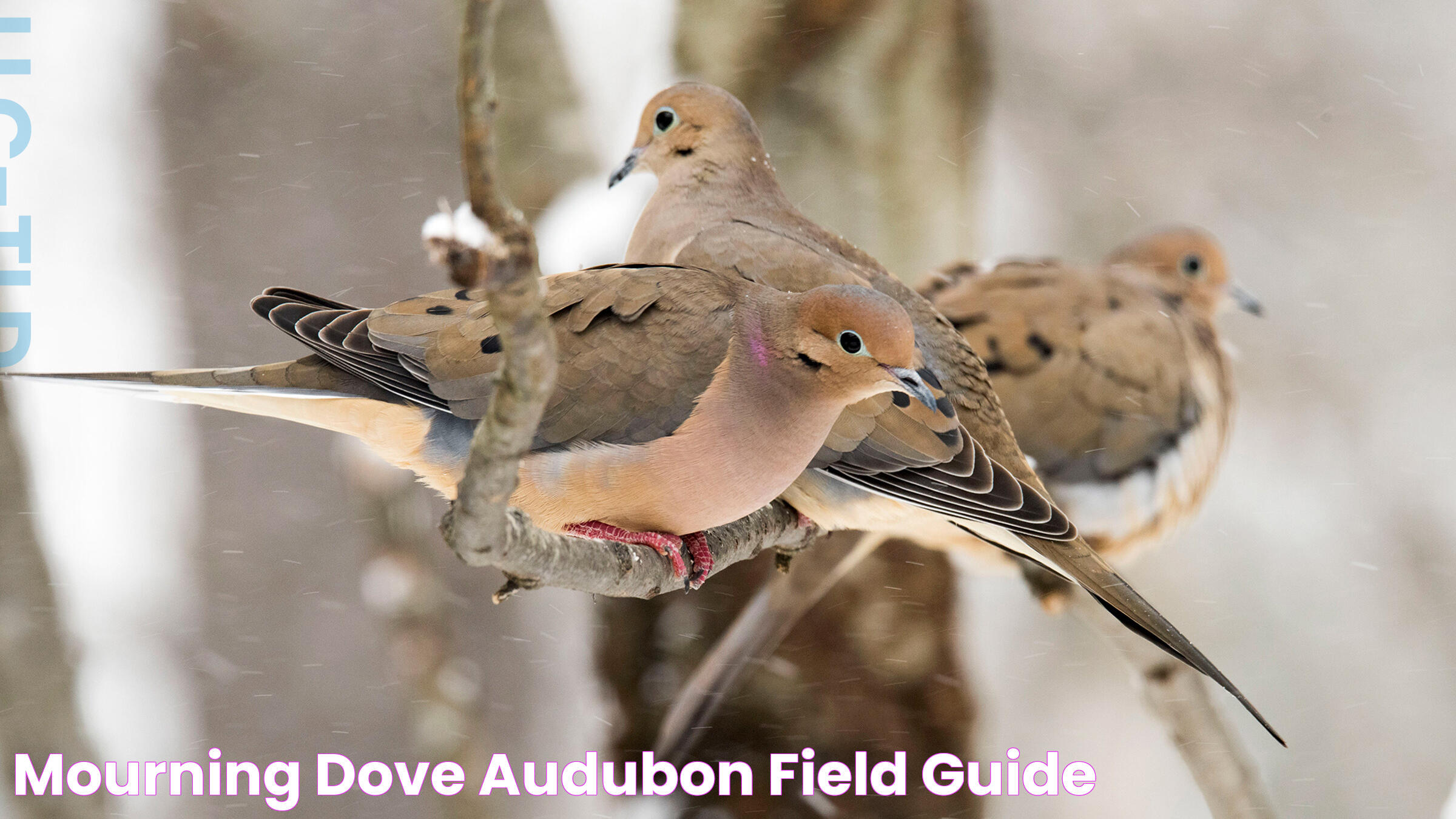 Understanding Mourning Doves: Why Are They Called Mourning Doves?