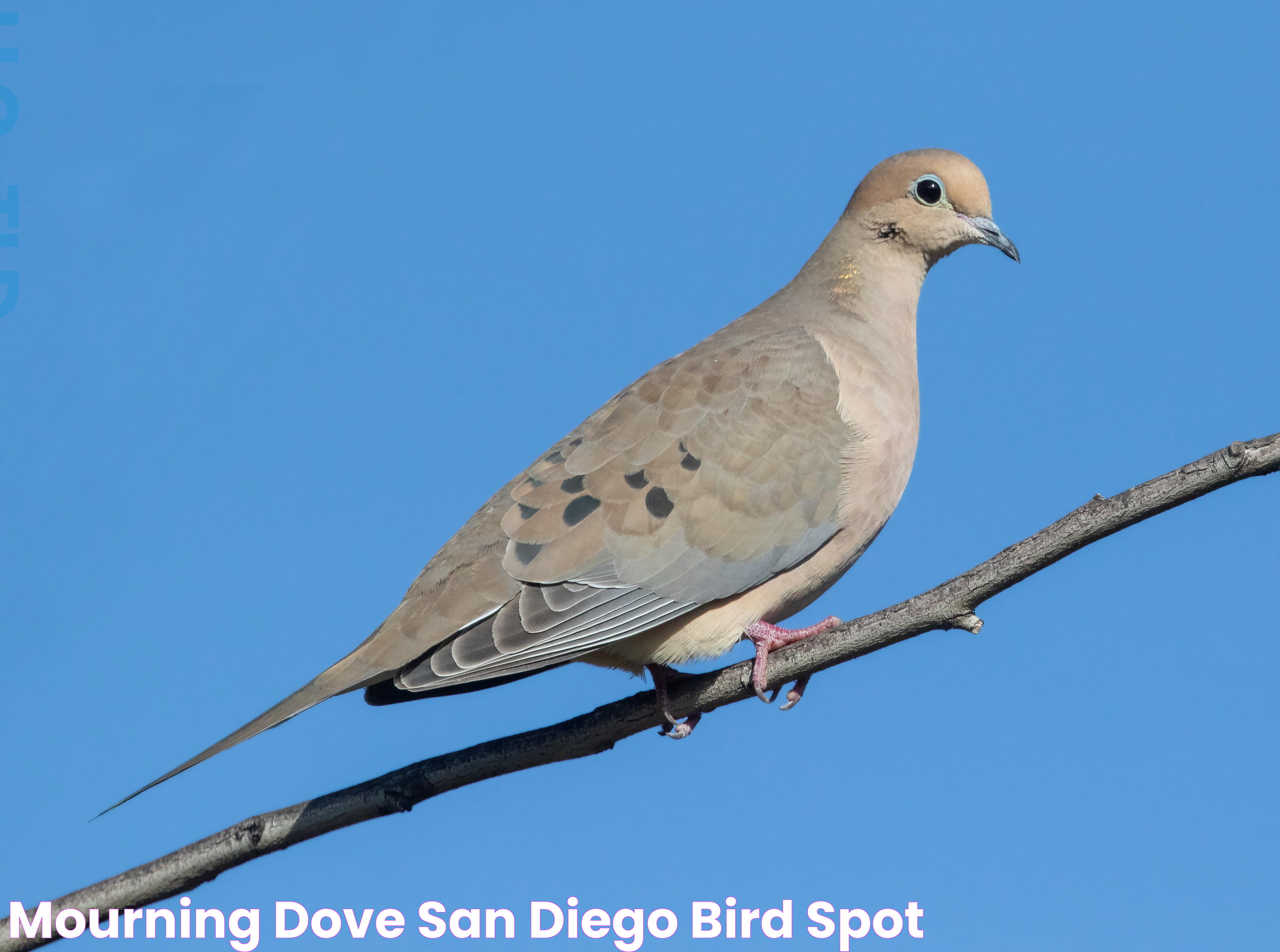 Mourning Dove San Diego Bird Spot