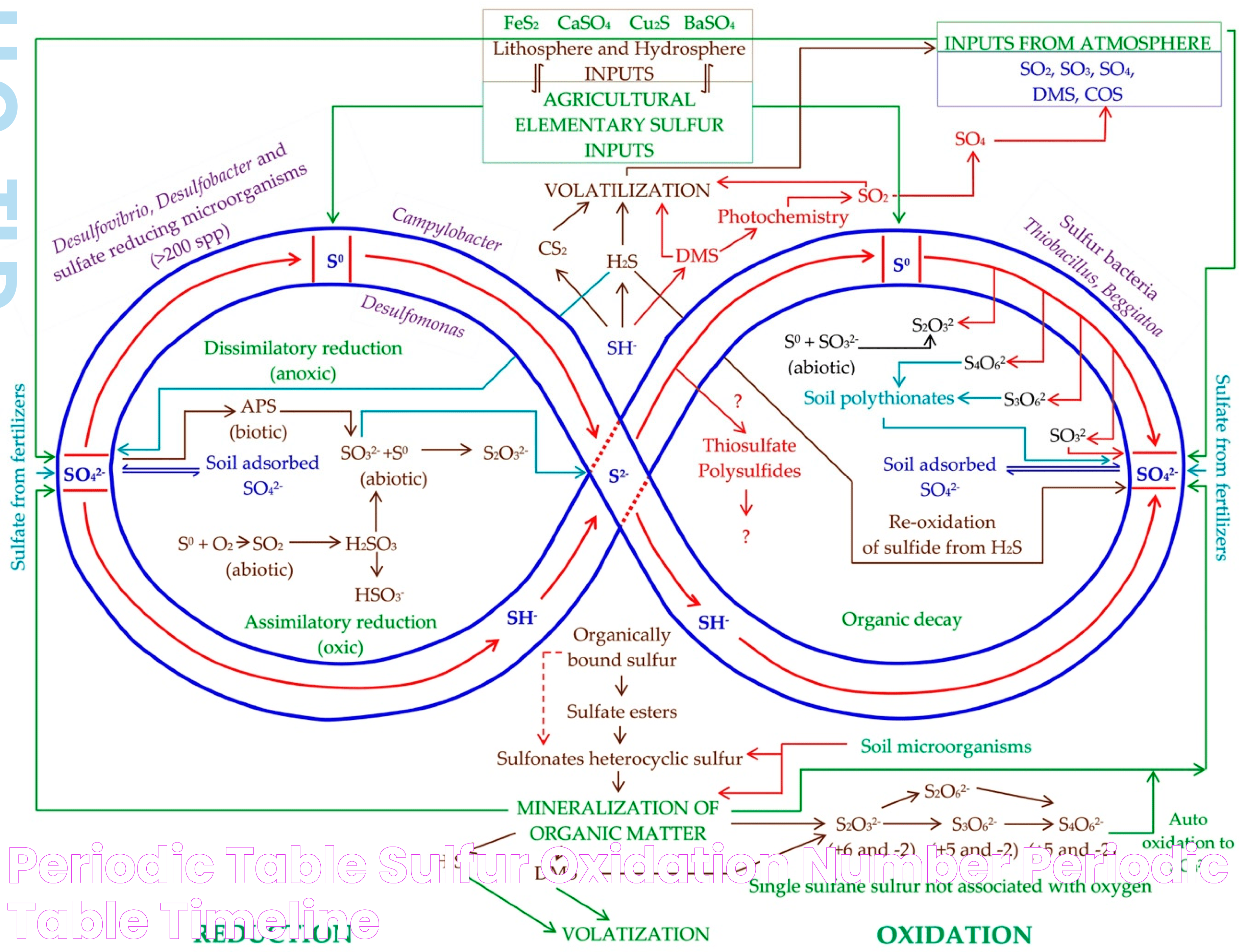 Periodic Table Sulfur Oxidation Number Periodic Table Timeline