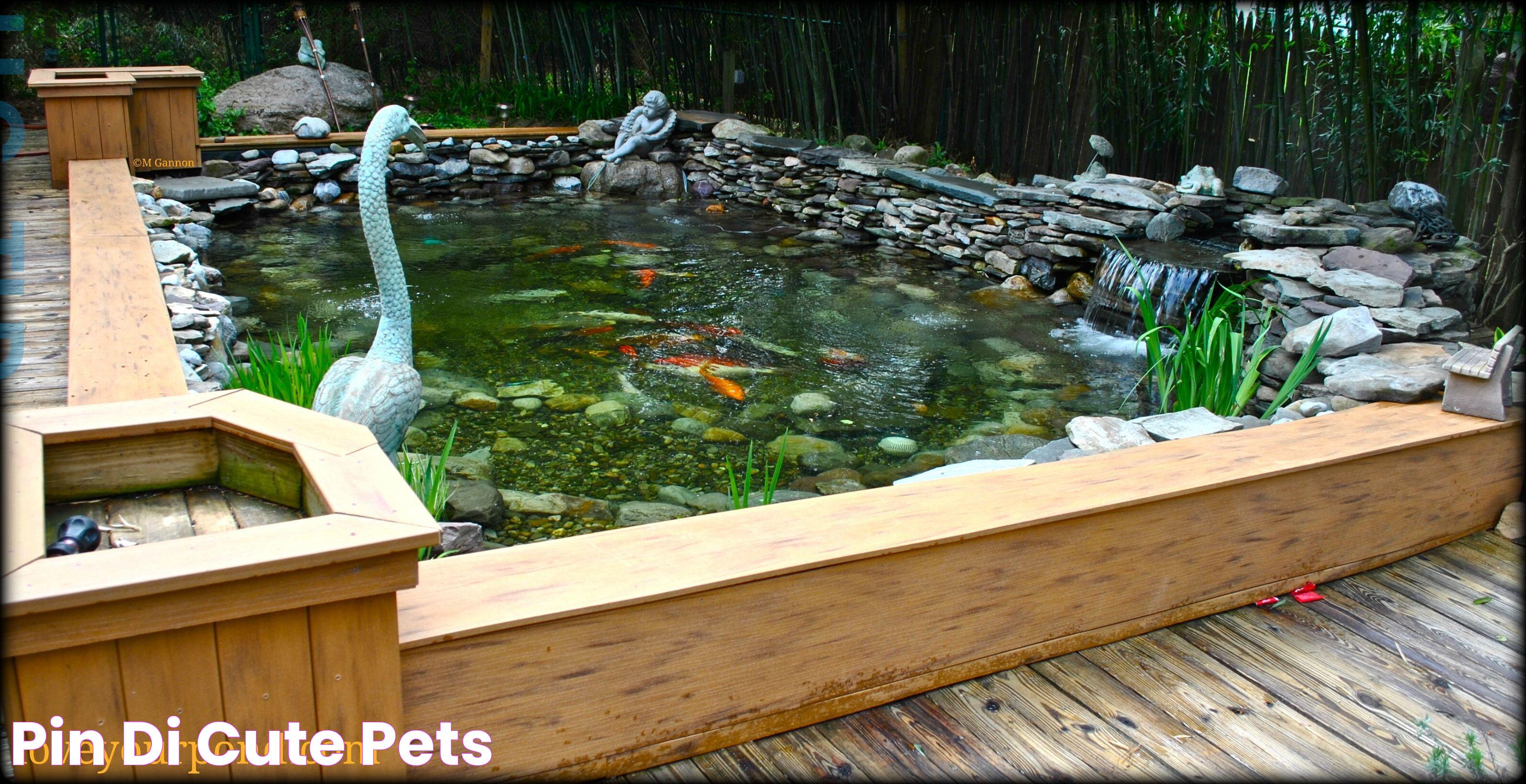 Ultimate Guide To Creating And Maintaining A Small Koi Pond