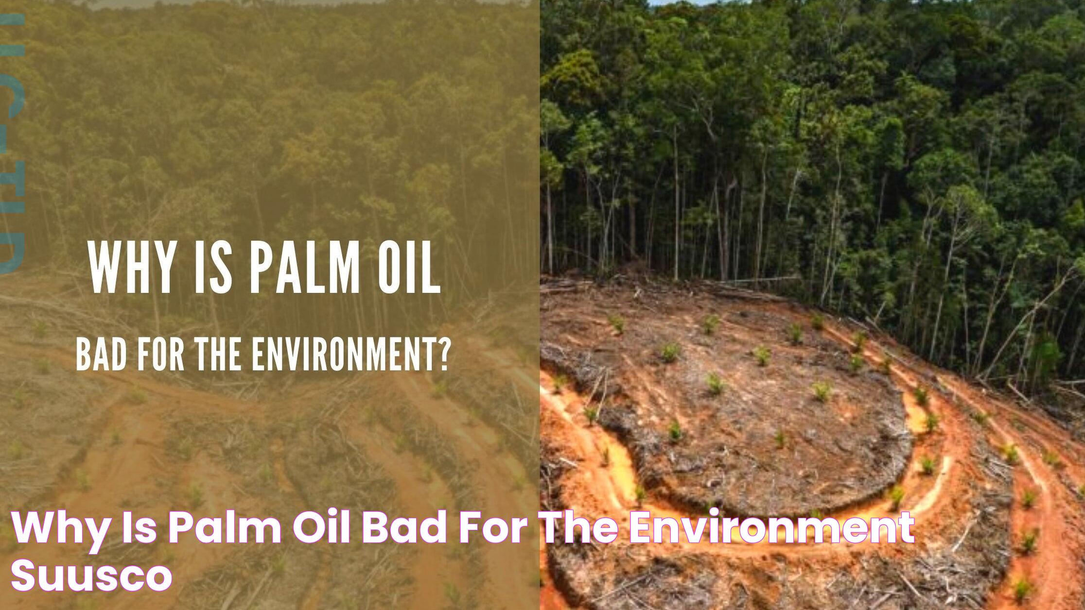 Why Is Palm Oil Bad For The Environment? — Suusco