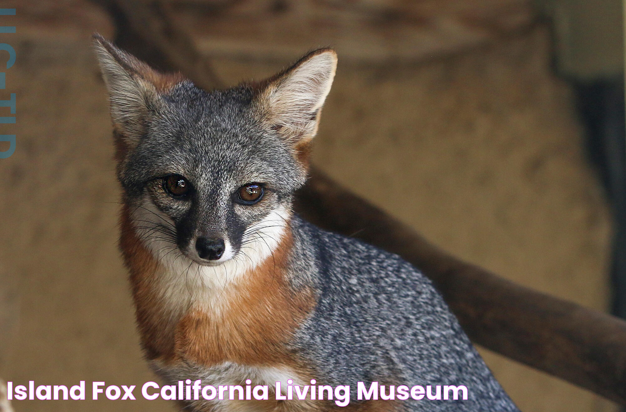 Island Fox California Living Museum