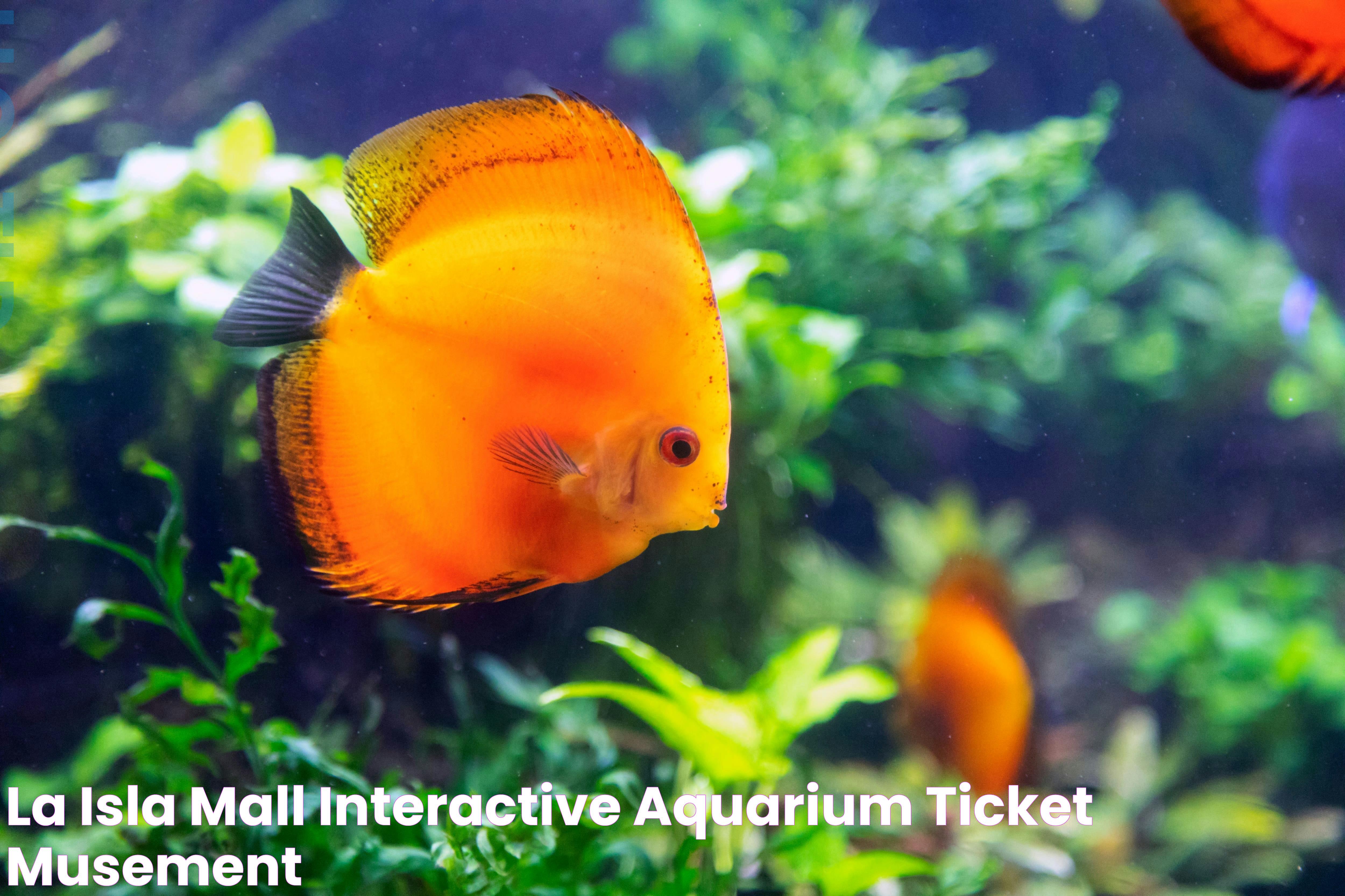 La Isla Mall Interactive Aquarium Ticket musement