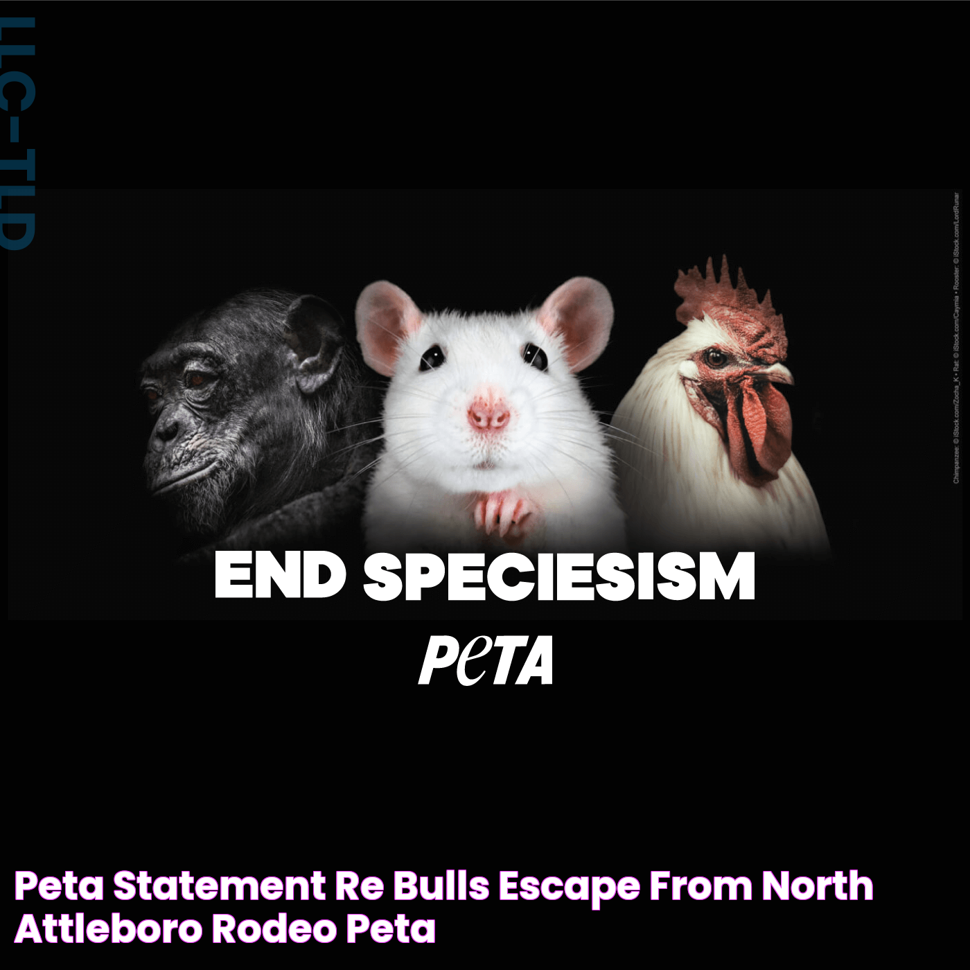 PETA Statement re Bulls’ Escape From North Attleboro Rodeo PETA