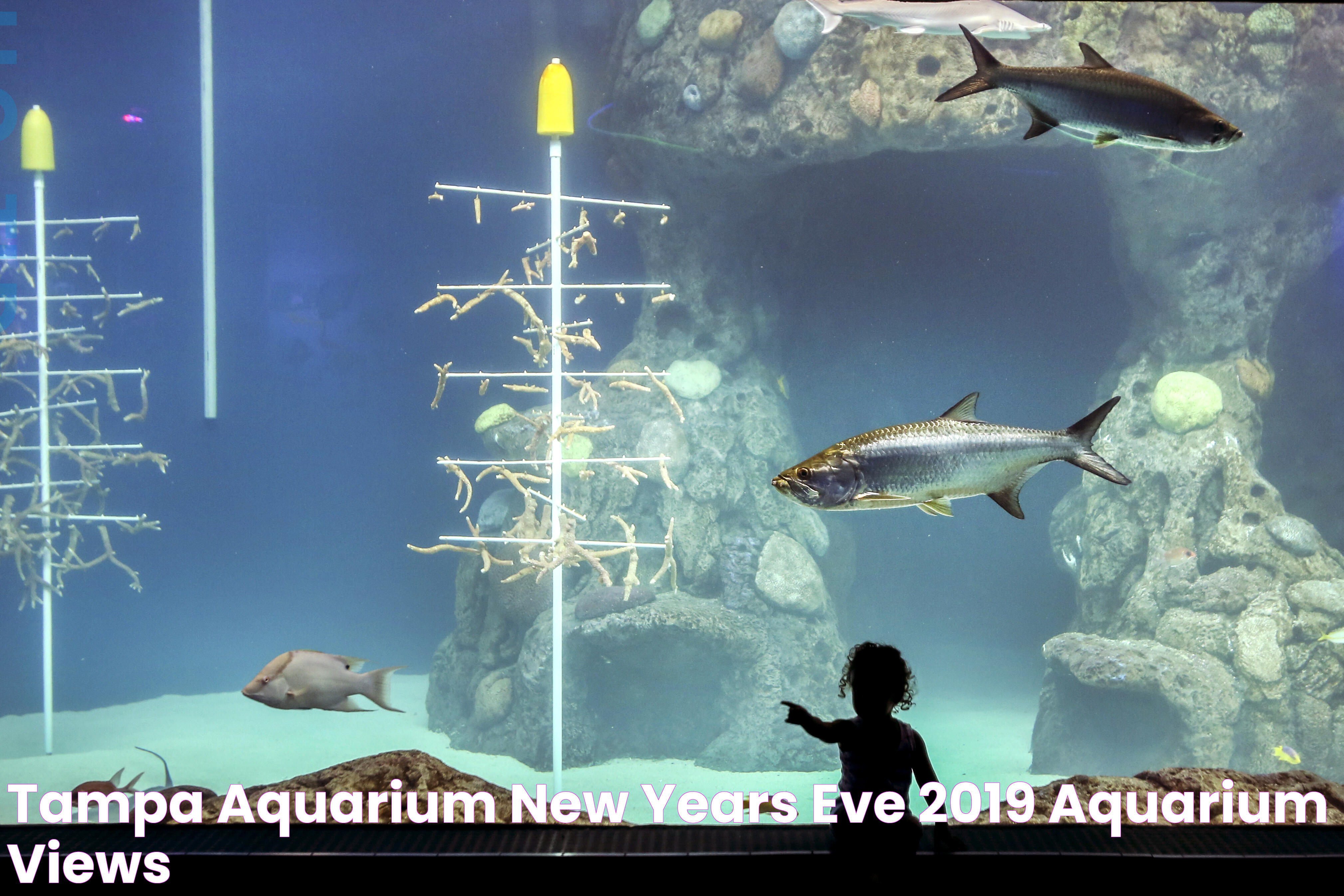 Tampa Aquarium New Years Eve 2019 Aquarium Views