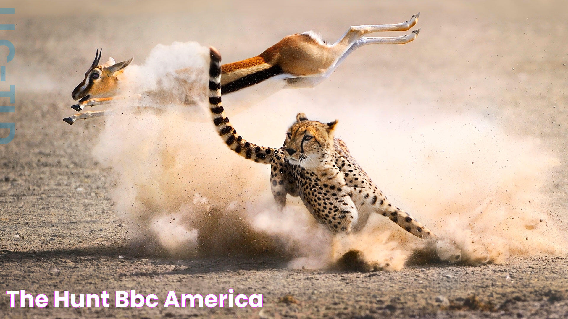 The Hunt BBC America