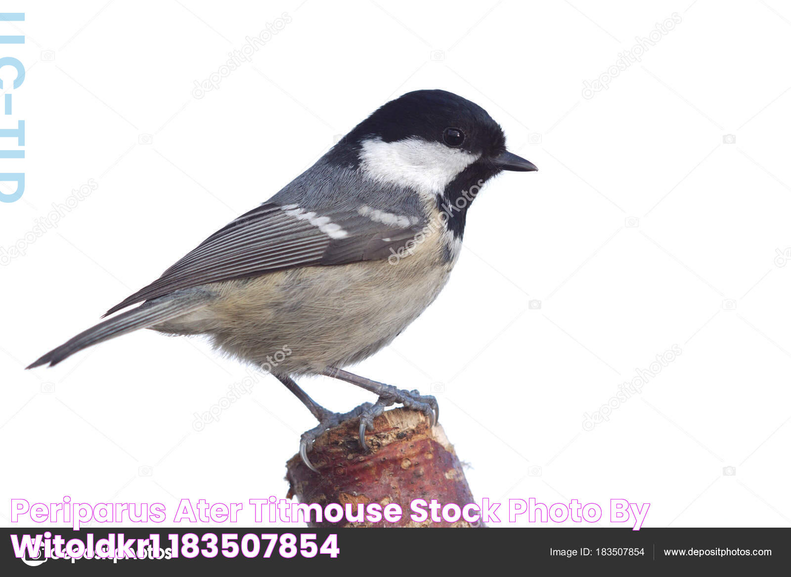 Periparus ater titmouse Stock Photo by ©witoldkr1 183507854