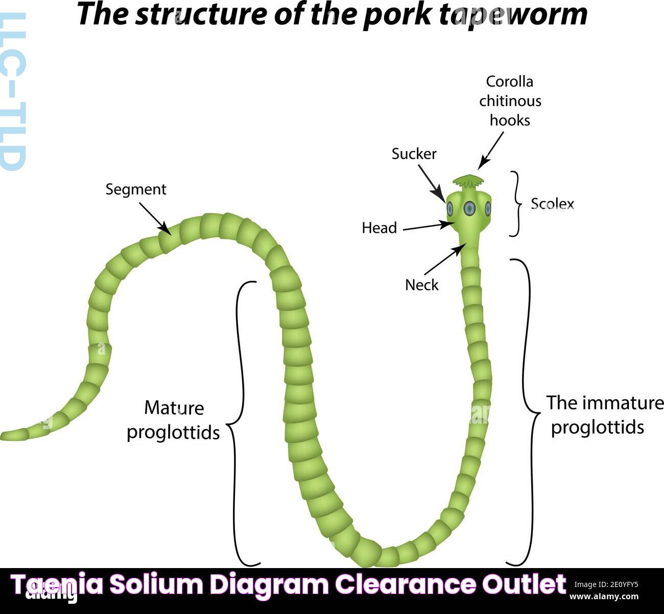 Taenia Solium: The Intriguing World Of The Pork Tapeworm