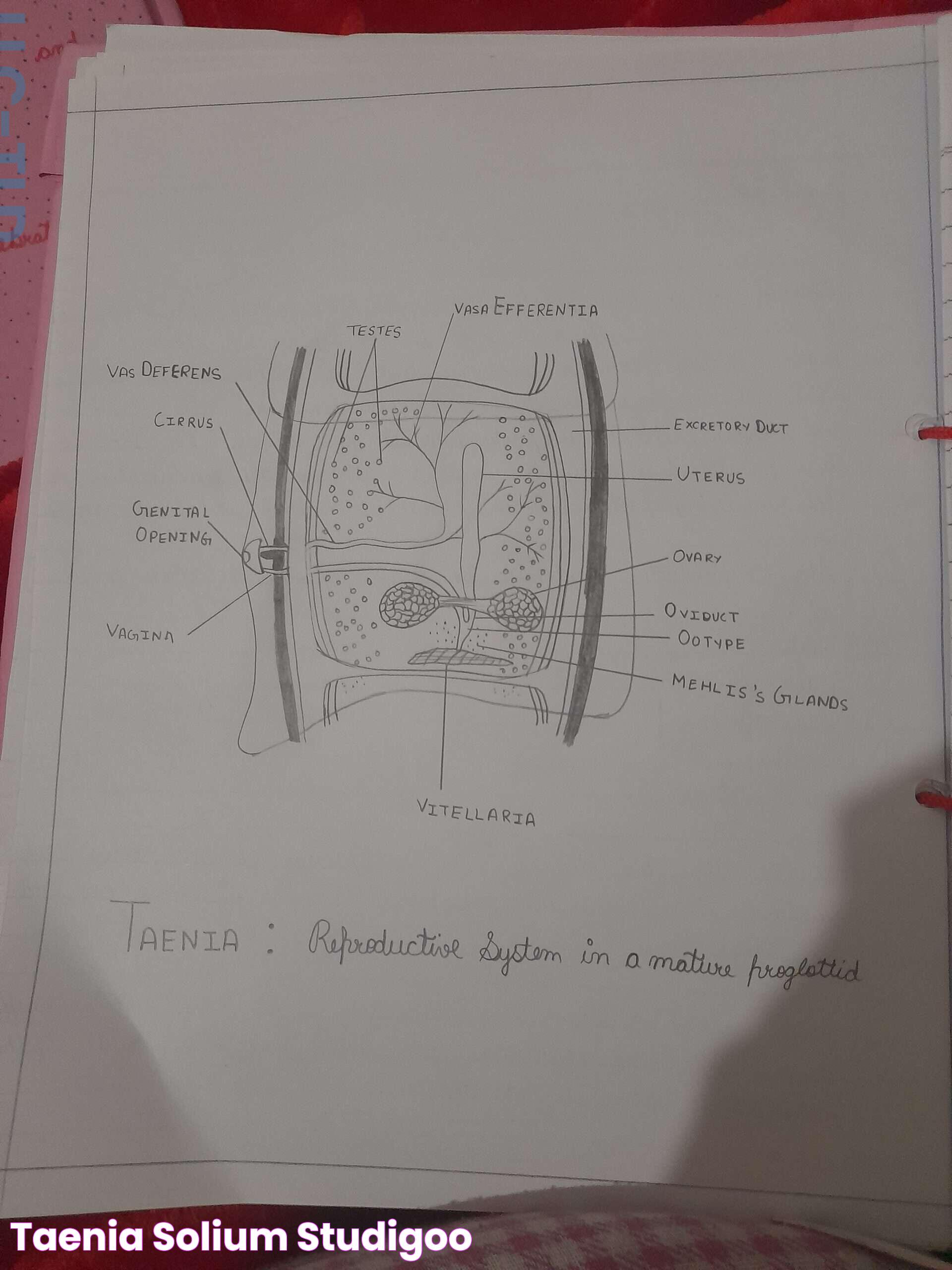 Taenia solium StudiGoo