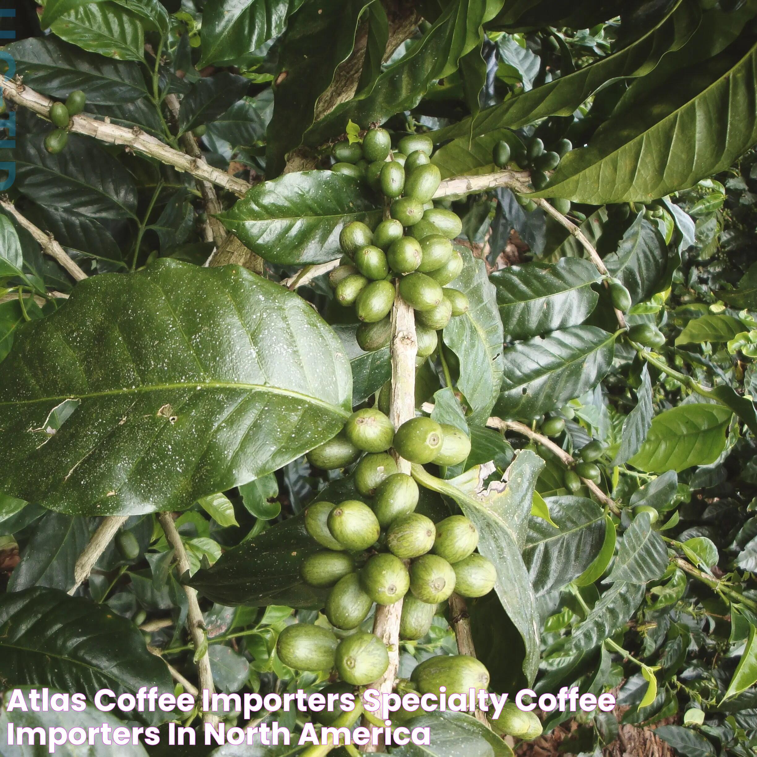 Atlas Coffee: A Comprehensive Guide To Global Coffee Culture