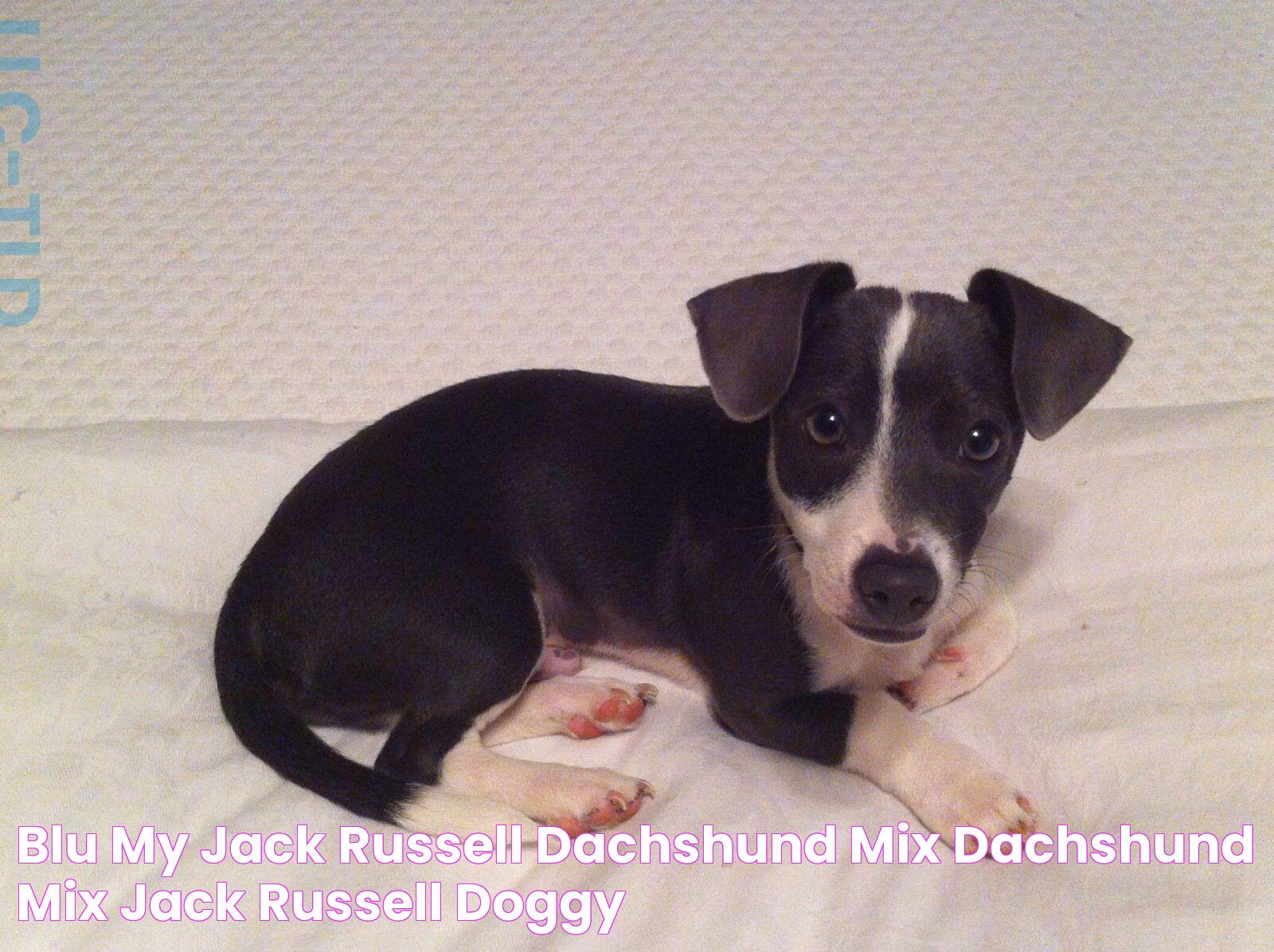 All About The Jack Russell Dachshund Mix: A Delightful Canine Companion