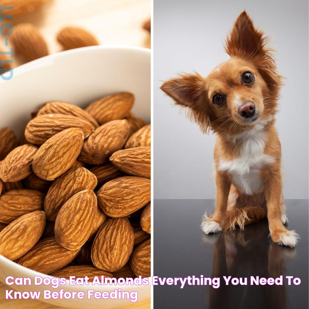 Can Dogs Eat Almonds? (Everything You Need To Know Before Feeding!)