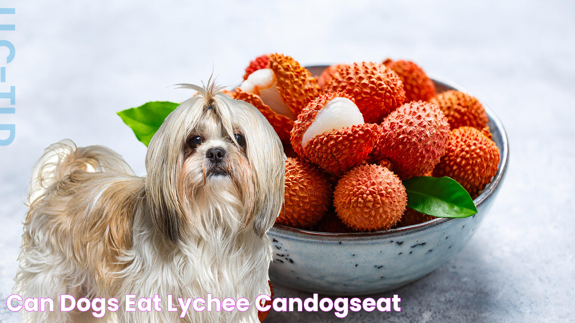 Can Dogs Eat Lychee? • CanDogsEat