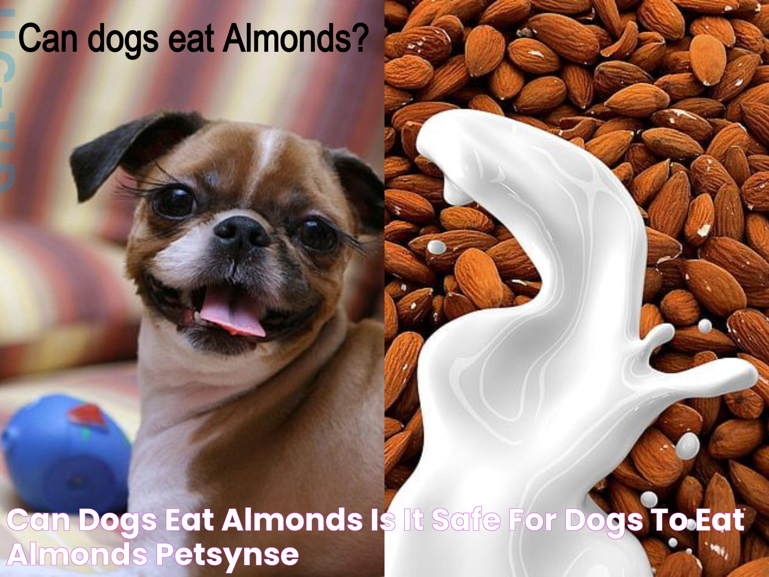 Can Dogs Safely Snack On Almonds? Expert Insights And Guidelines