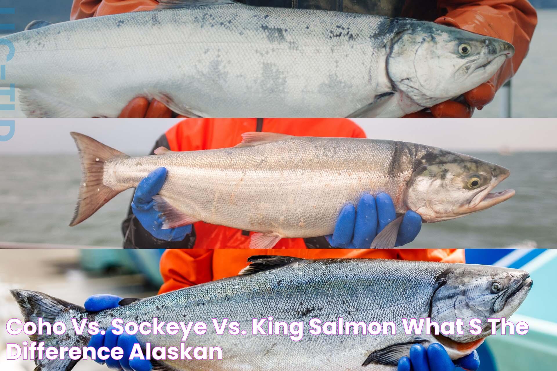 Comparison Of Coho Vs King Salmon: Understanding Their Differences