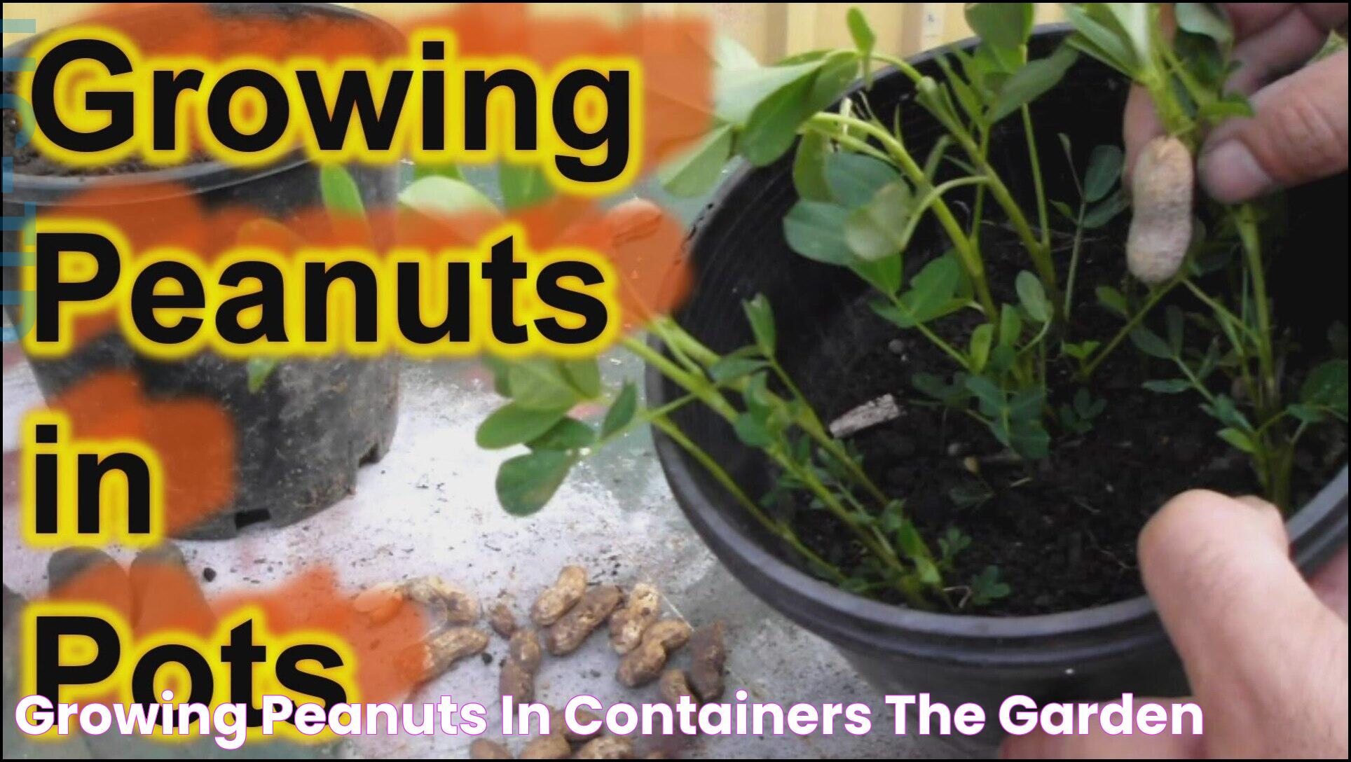 Growing Peanuts In Containers The Garden