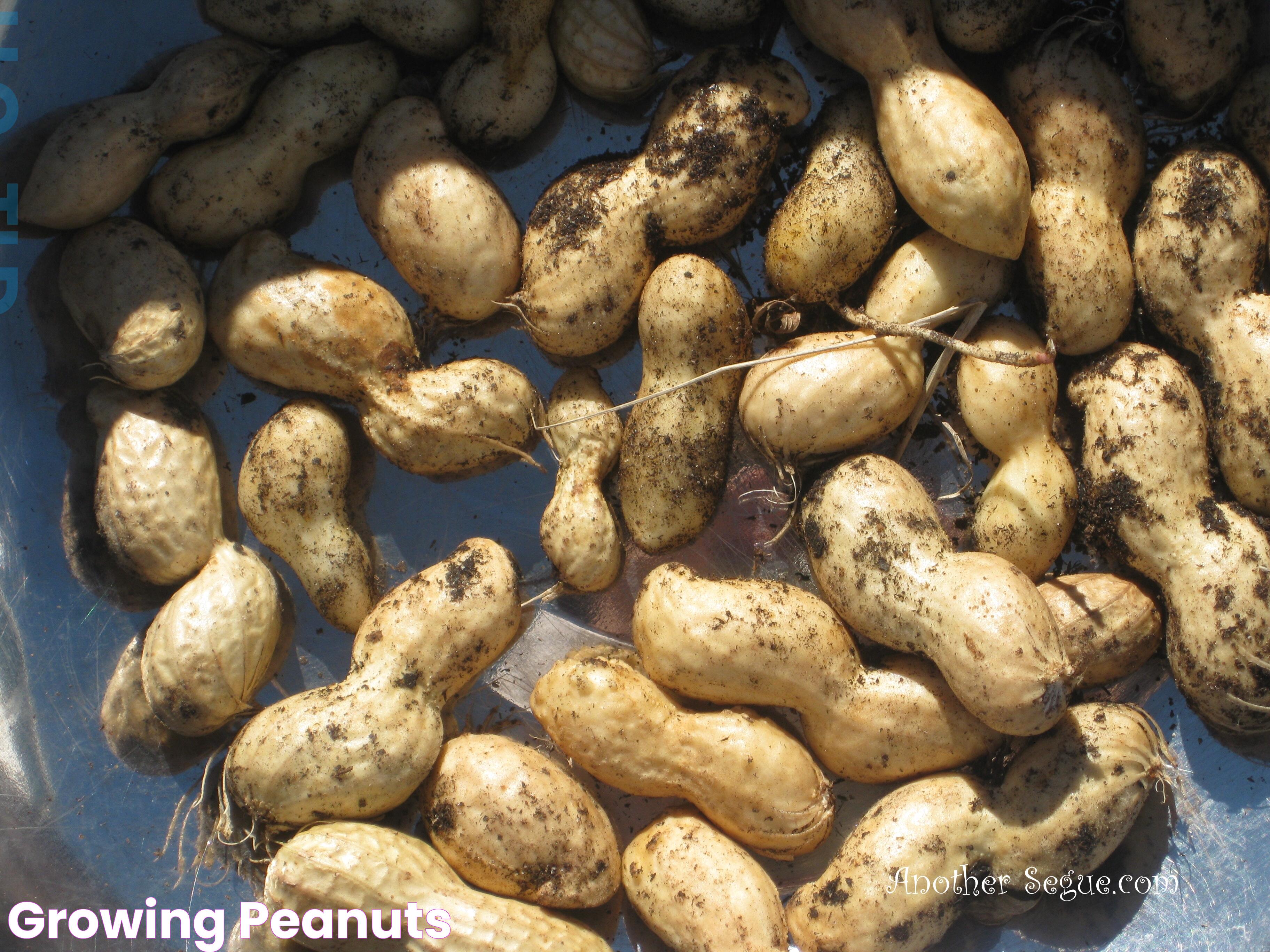 The Curious Case Of Peanuts: Is Growing Them Illegal?