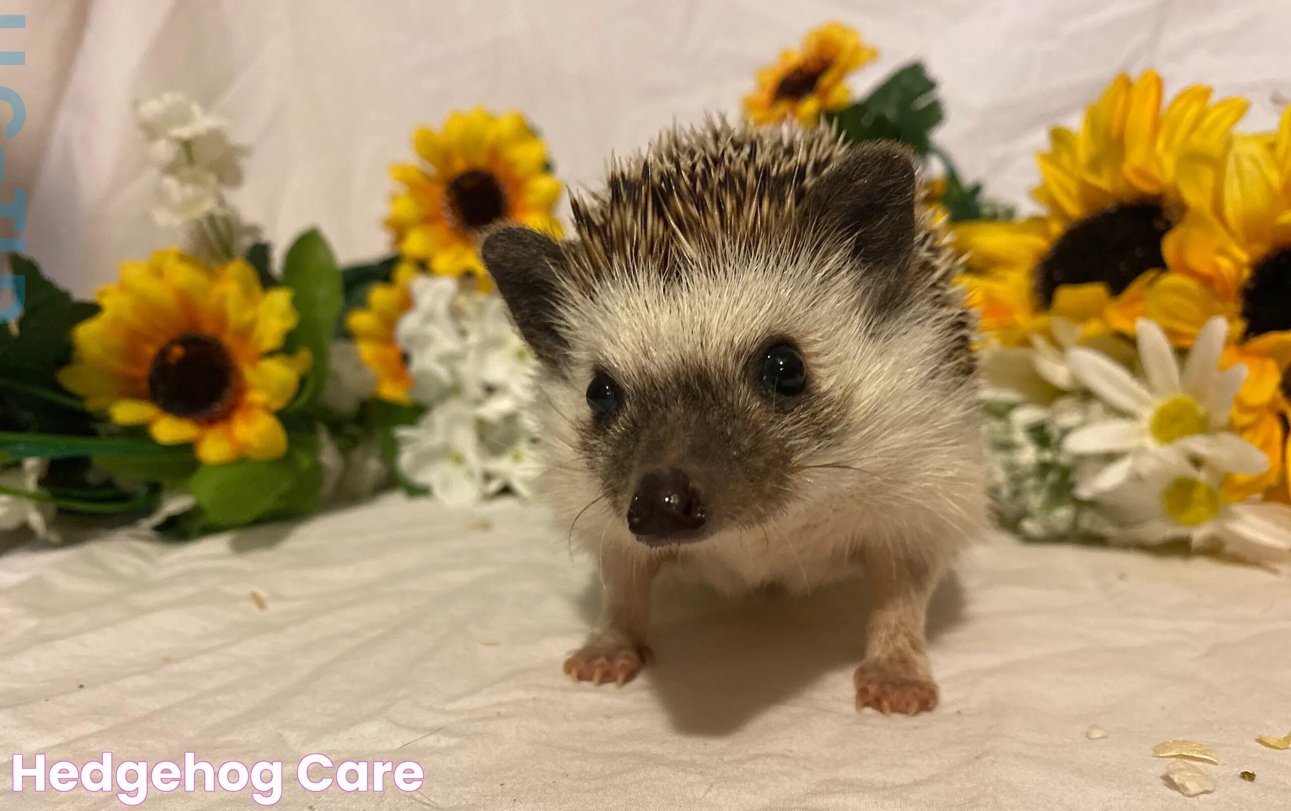 Effective Guide To Hedgehog Care For Healthy And Happy Pets