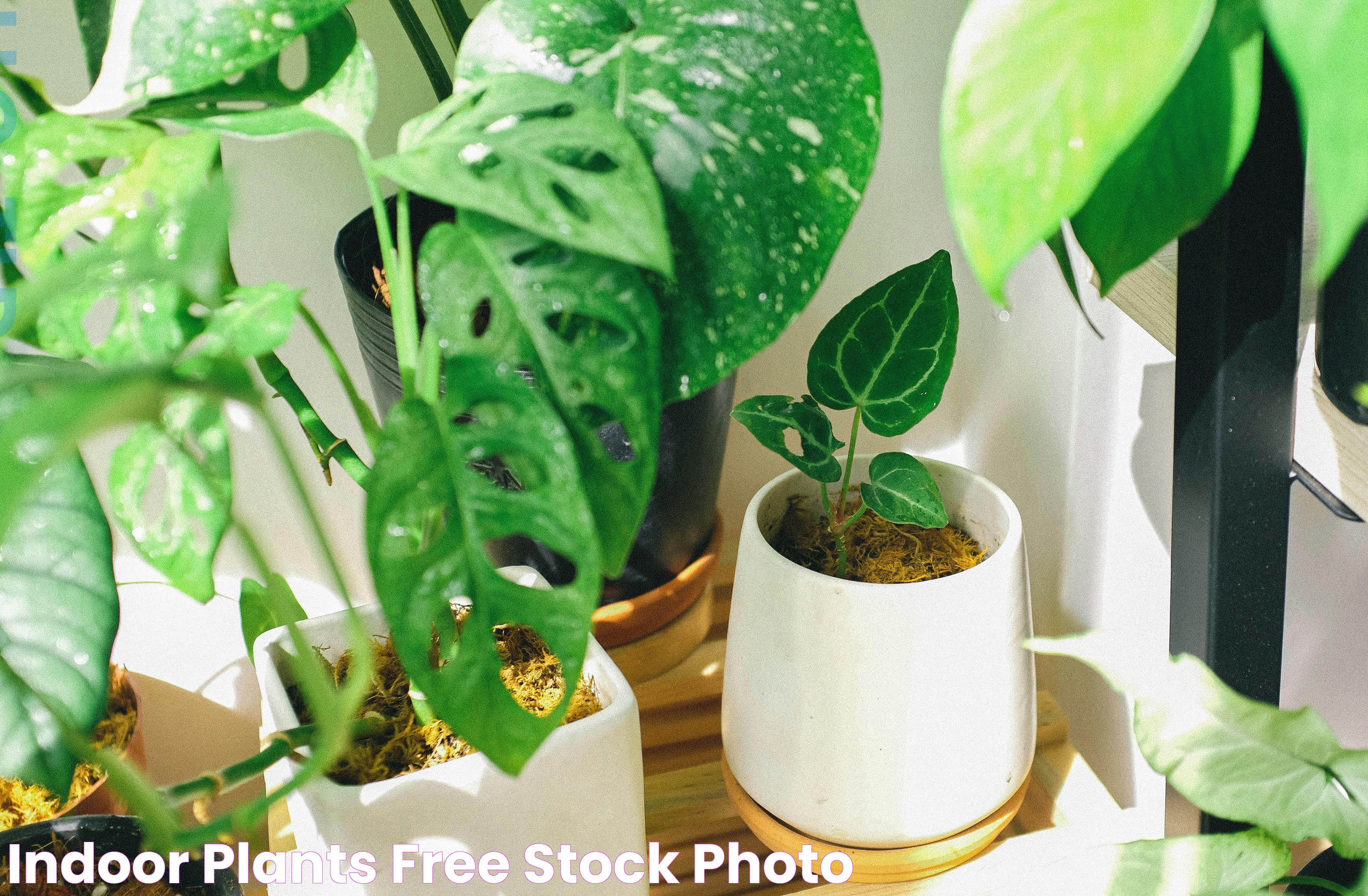 Indoor Plants · Free Stock Photo