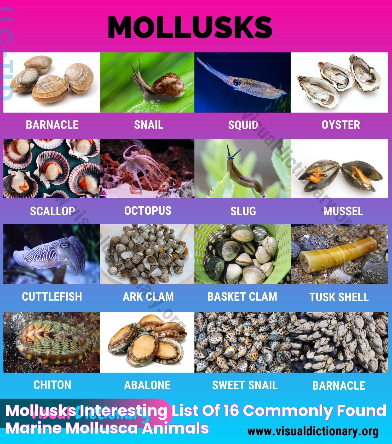 The Mysteries Behind The Blue Blood Of Some Mollusks