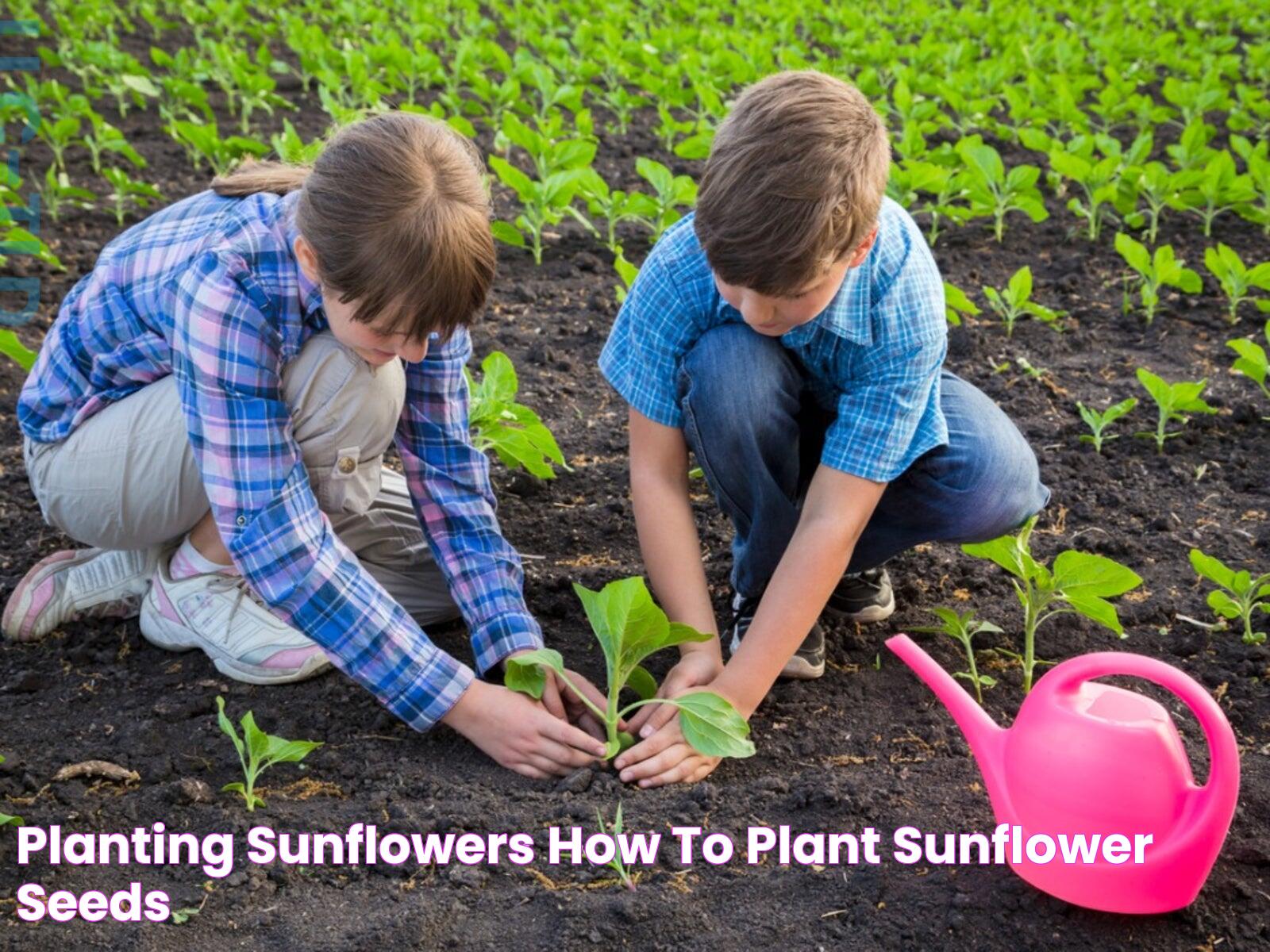 Mastering The Art Of Planting Sunflowers: A Complete Guide