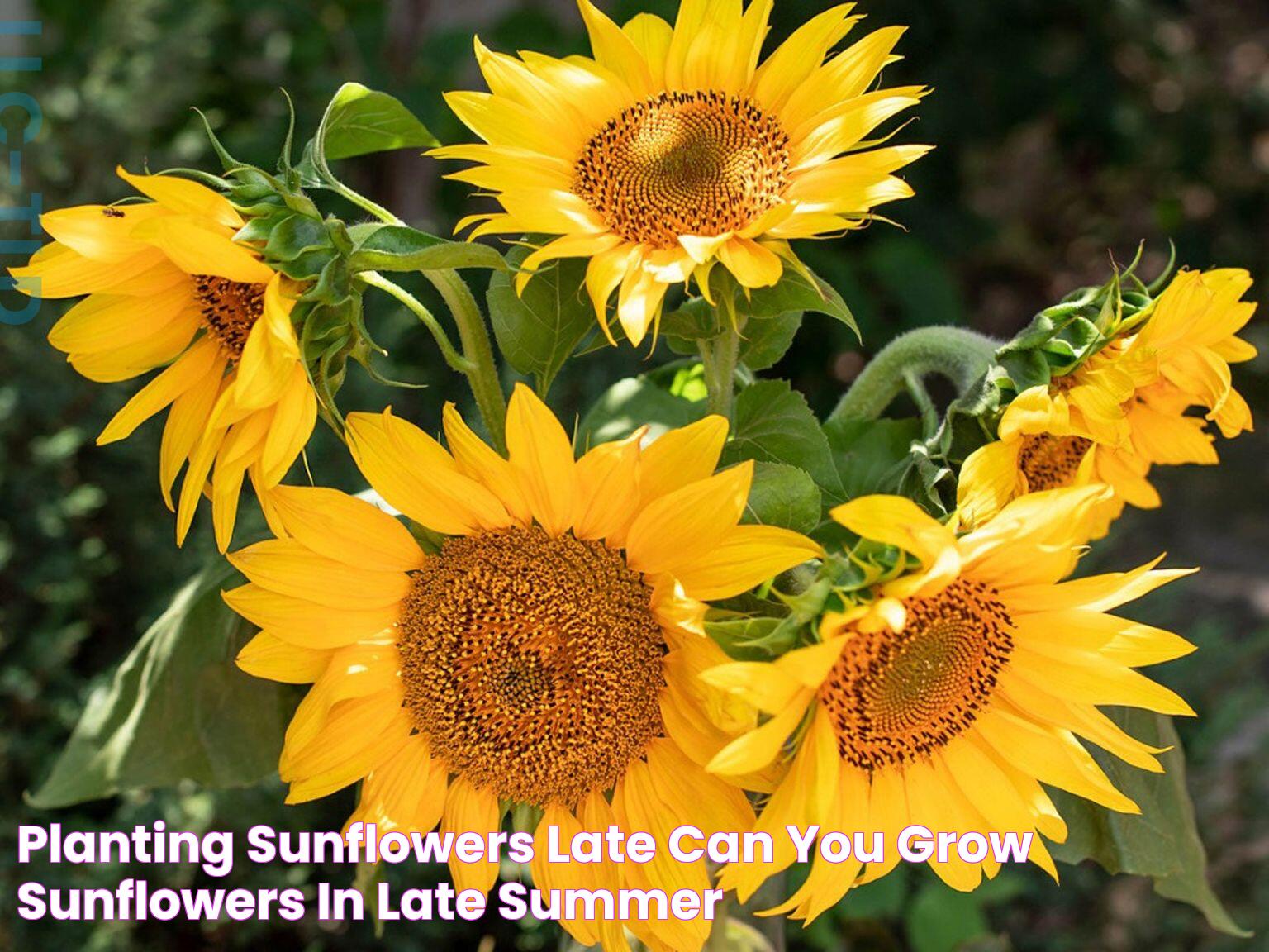 Planting Sunflowers Late Can You Grow Sunflowers In Late Summer