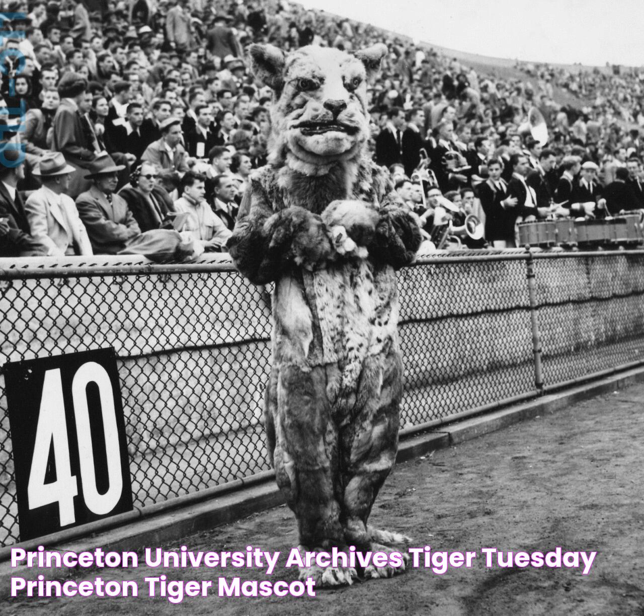 Princeton University Mascot: The Symbol Of Tradition And Pride