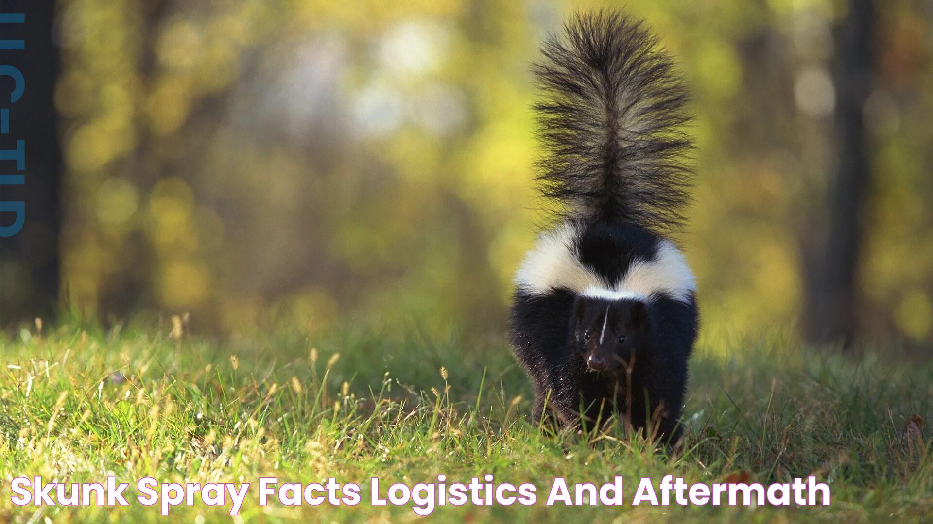 Skunk Spray Facts, Logistics and Aftermath