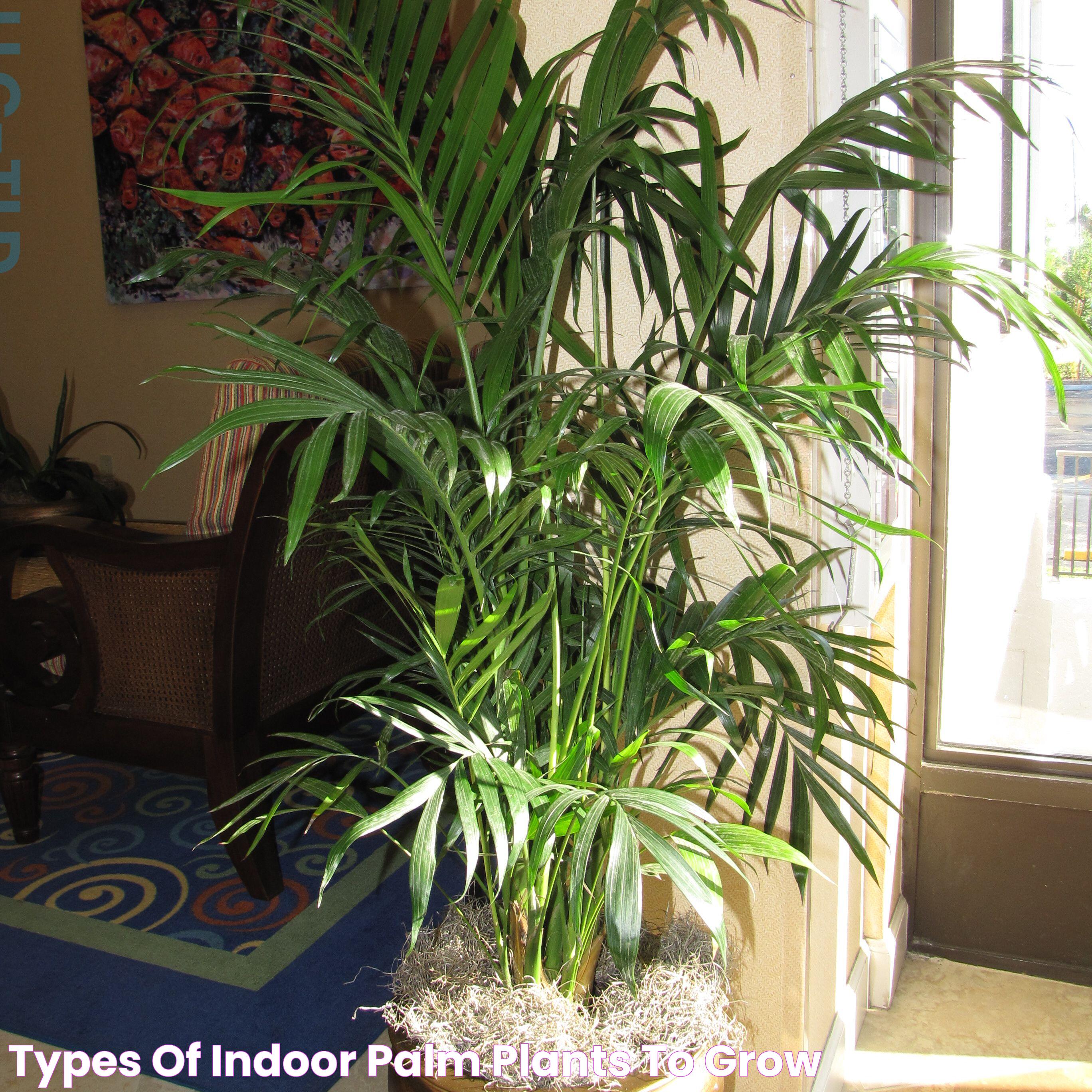 Types of Indoor Palm Plants to Grow