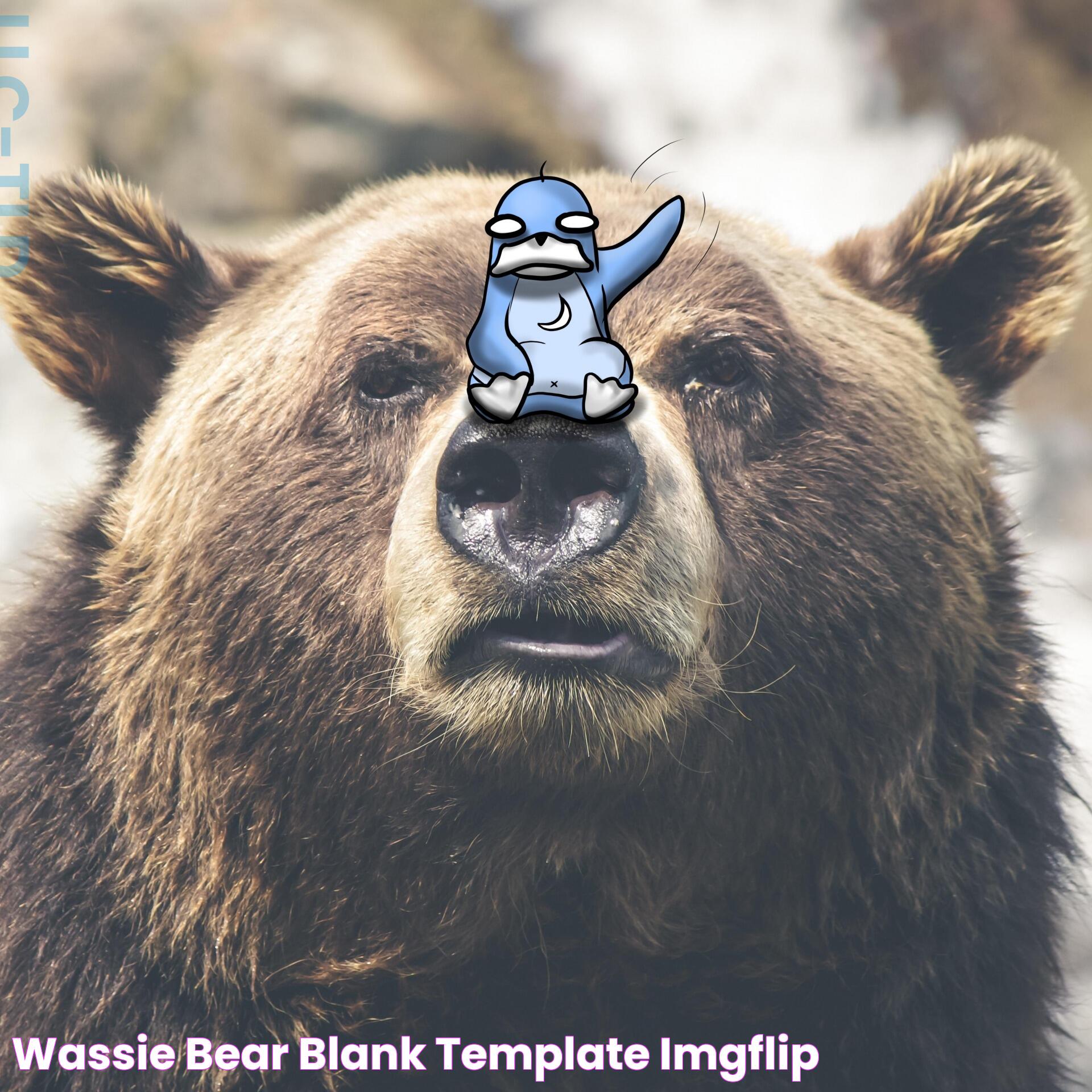 wassie bear Blank Template Imgflip