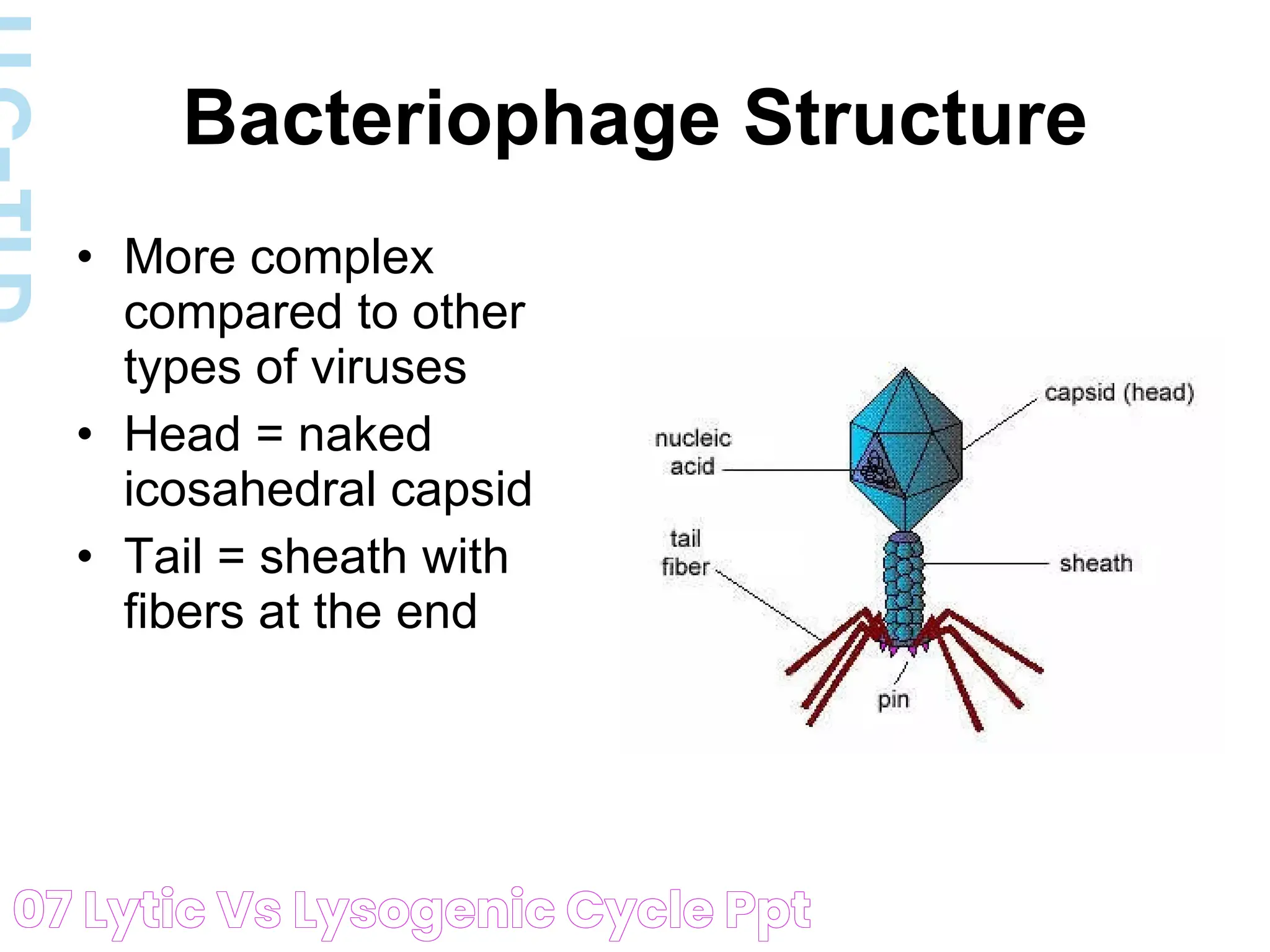 Comparing The Lytic Cycle Vs Lysogenic: Mechanisms &amp; Implications