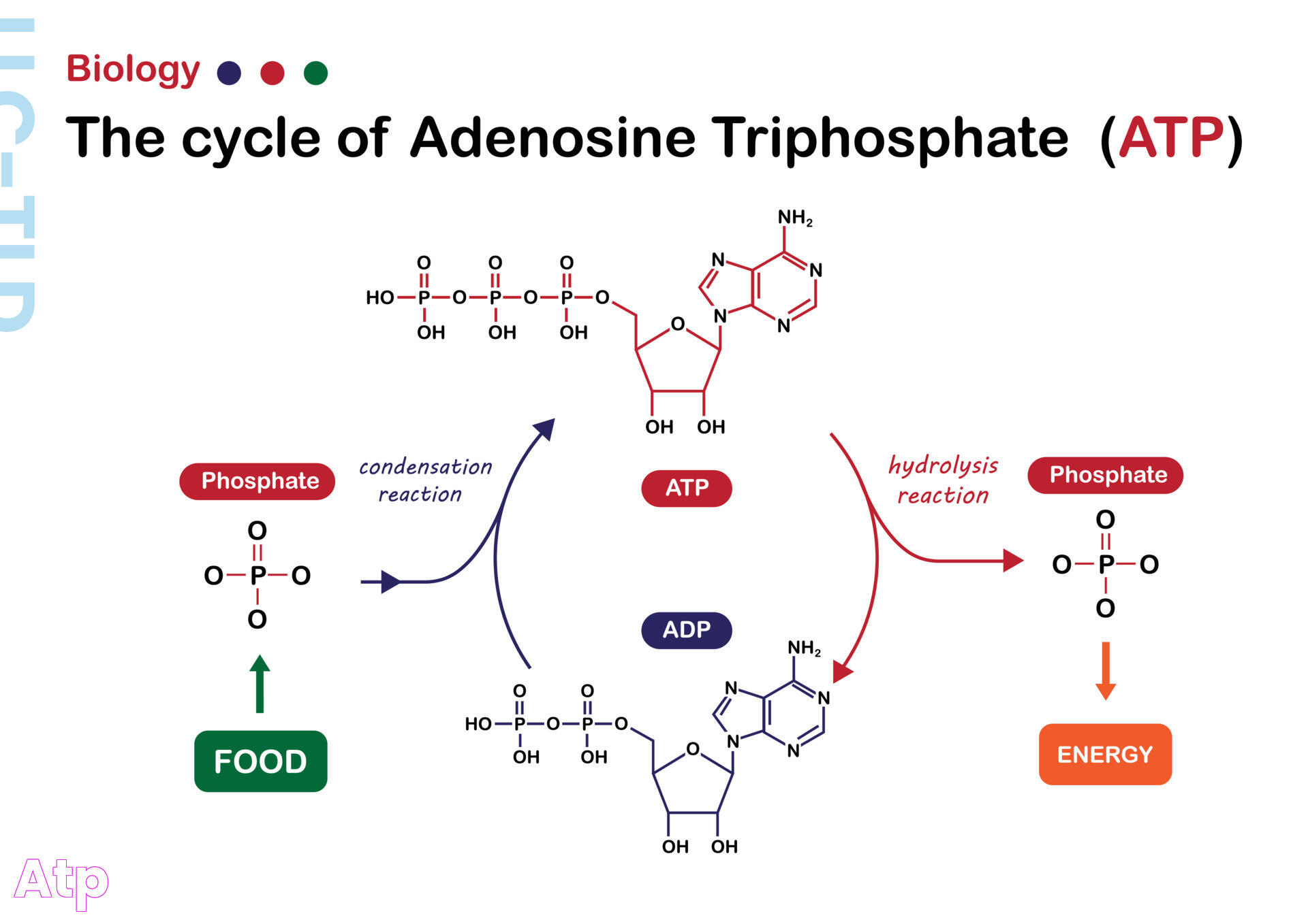 ATP: The Energy Currency Of Life