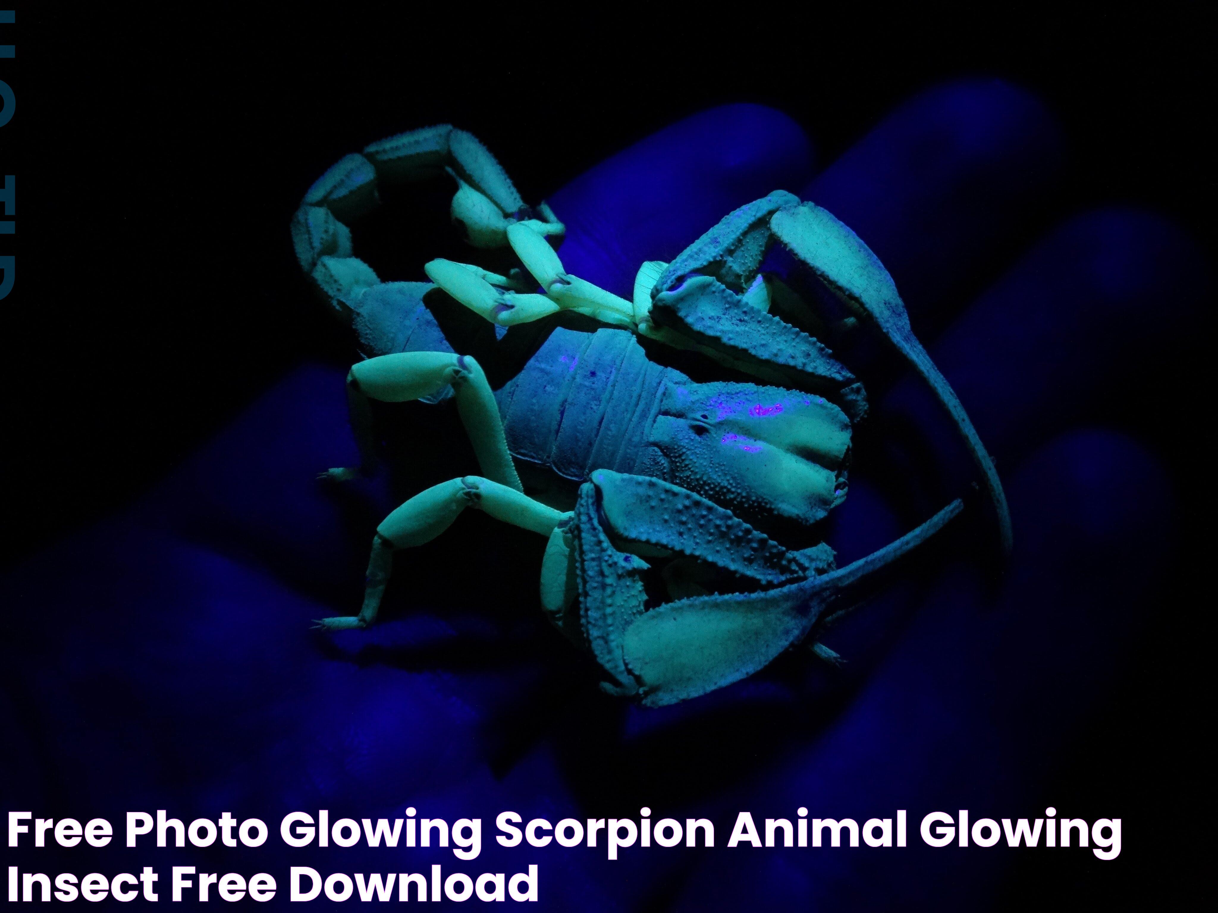 Secrets Of The Glowing Scorpion: Nature's Luminescent Marvel