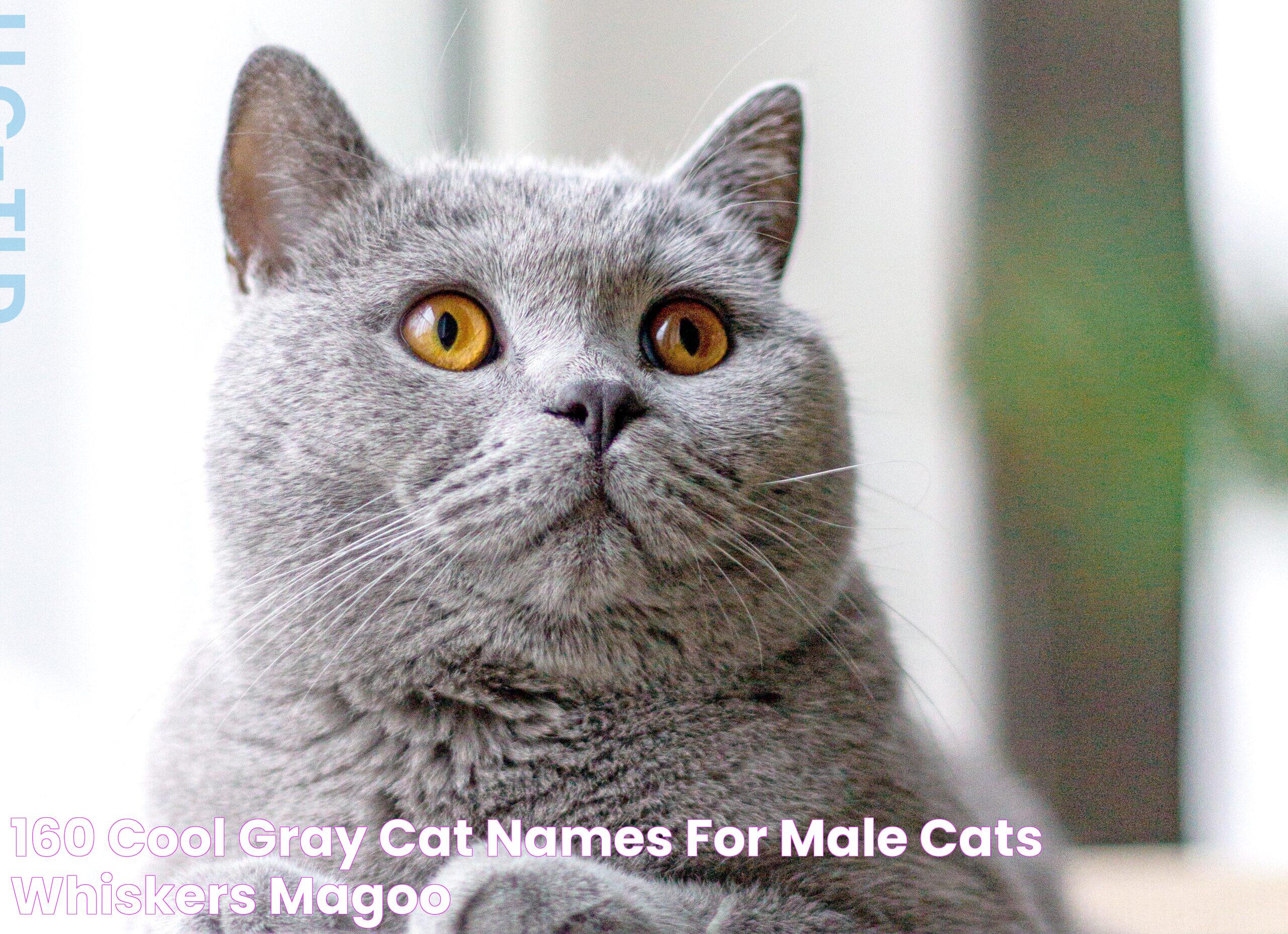 The Ultimate Guide To Unique Gray Cat Names Male: Inspiration For Your Feline Friend