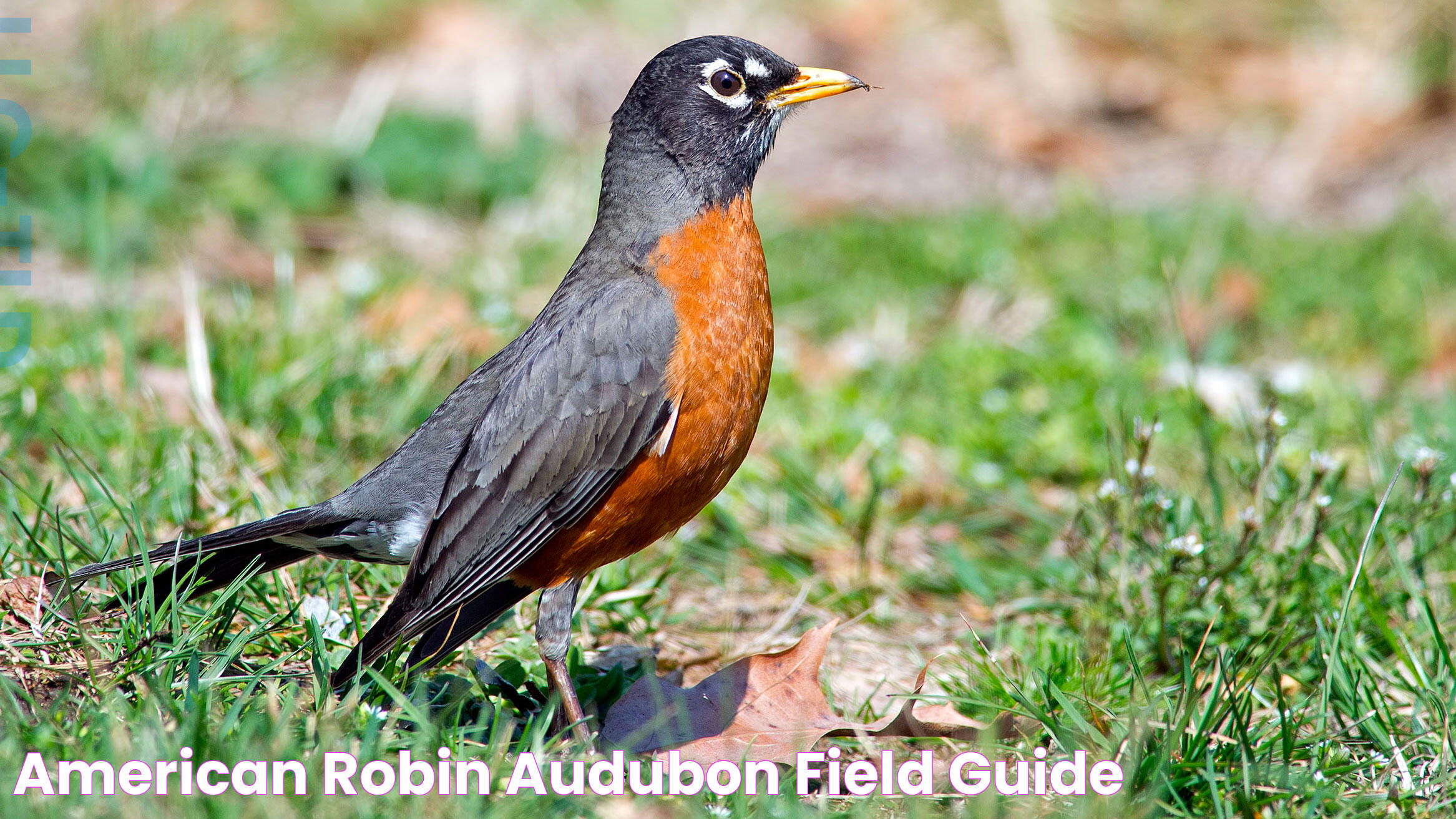 Marvel Of Nature: The Black Robin's Survival Story