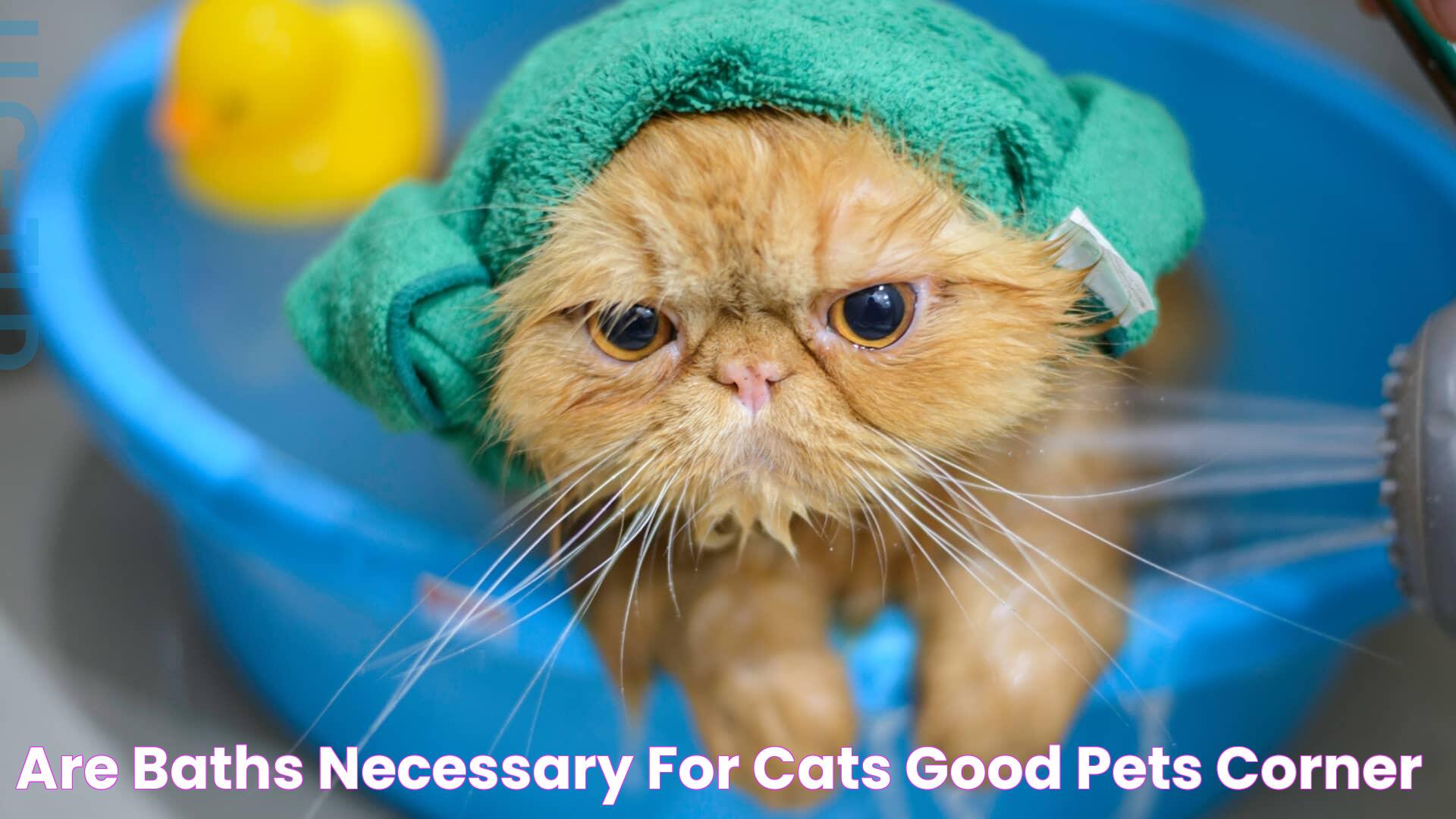 Are Baths Necessary for Cats? Good Pets Corner