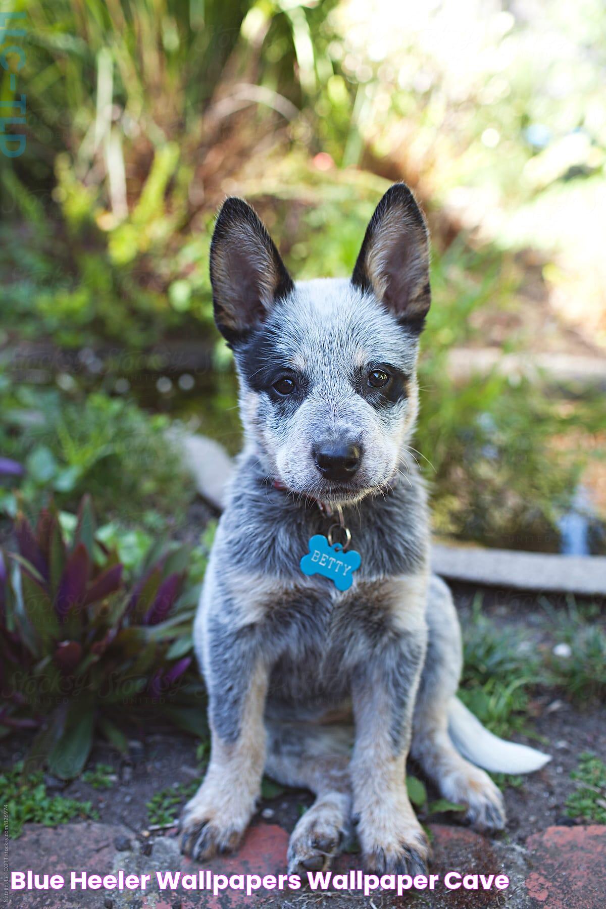 Blue Heeler Wallpapers Wallpaper Cave