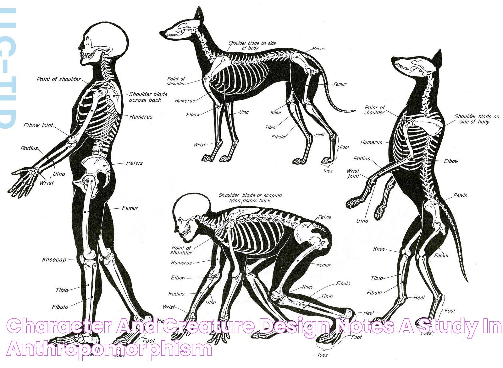 Skeleton And Dog: A Canine Anatomy Marvel