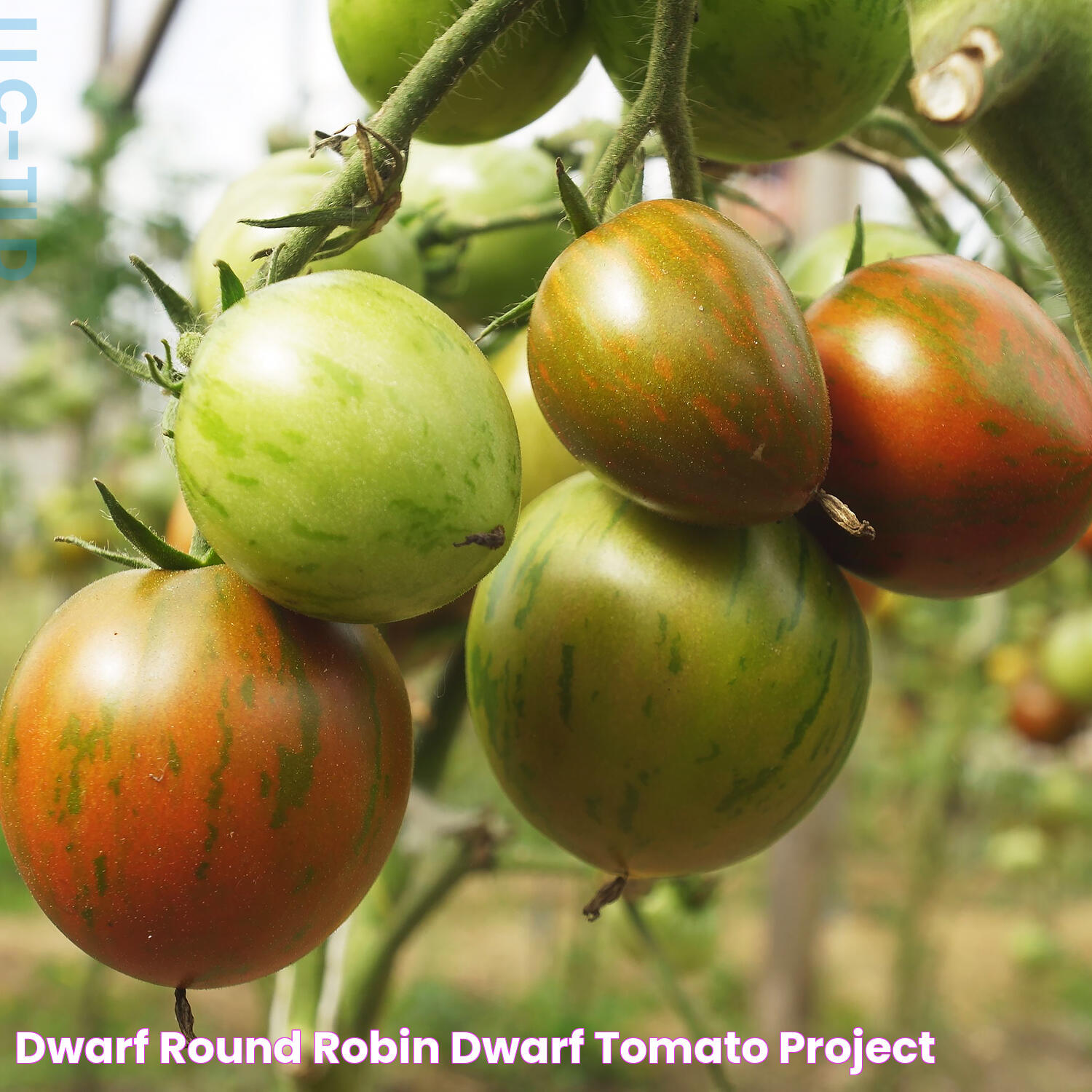 Dwarf Round Robin Dwarf Tomato Project