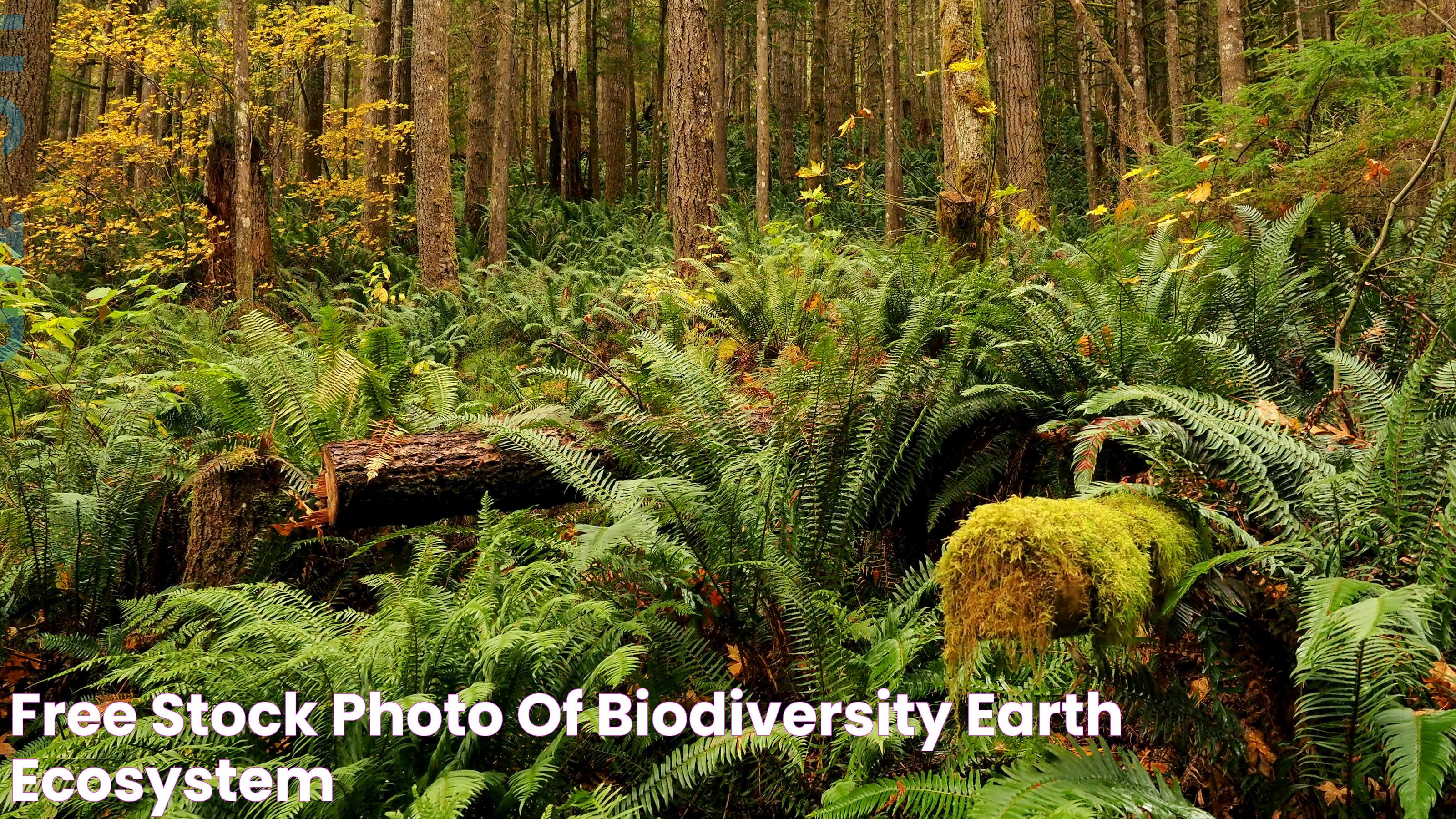 Extraordinary Biodiversity: The Ecosystem That Rivals Only The Rainforest