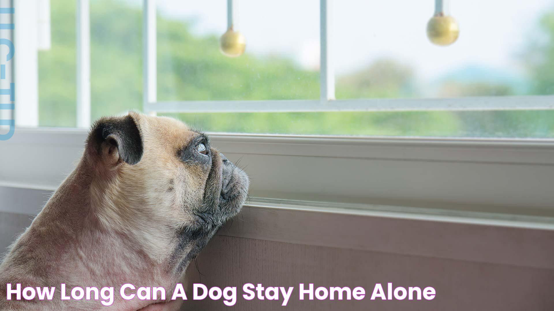 How Long Can A Dog Comfortably Stay Alone: A Comprehensive Guide