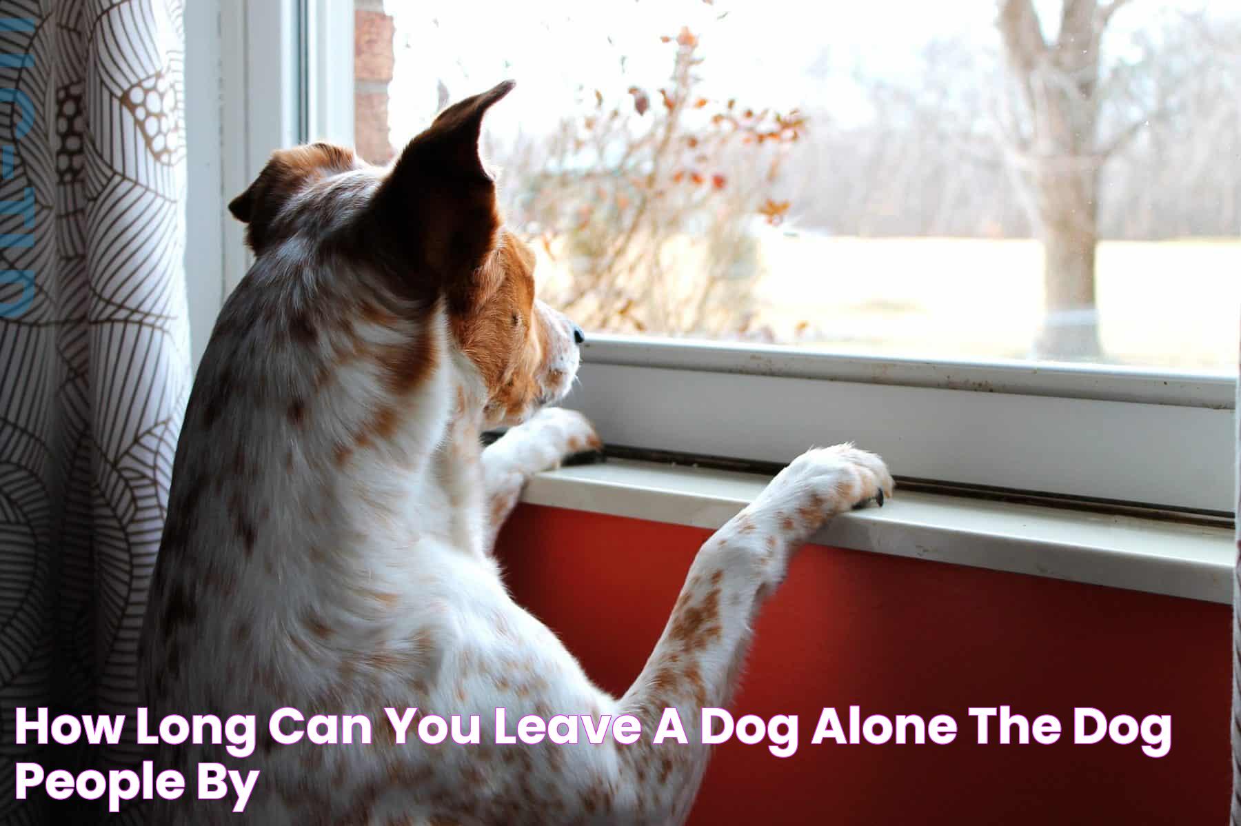 How Long Can You Leave a Dog Alone? The Dog People by